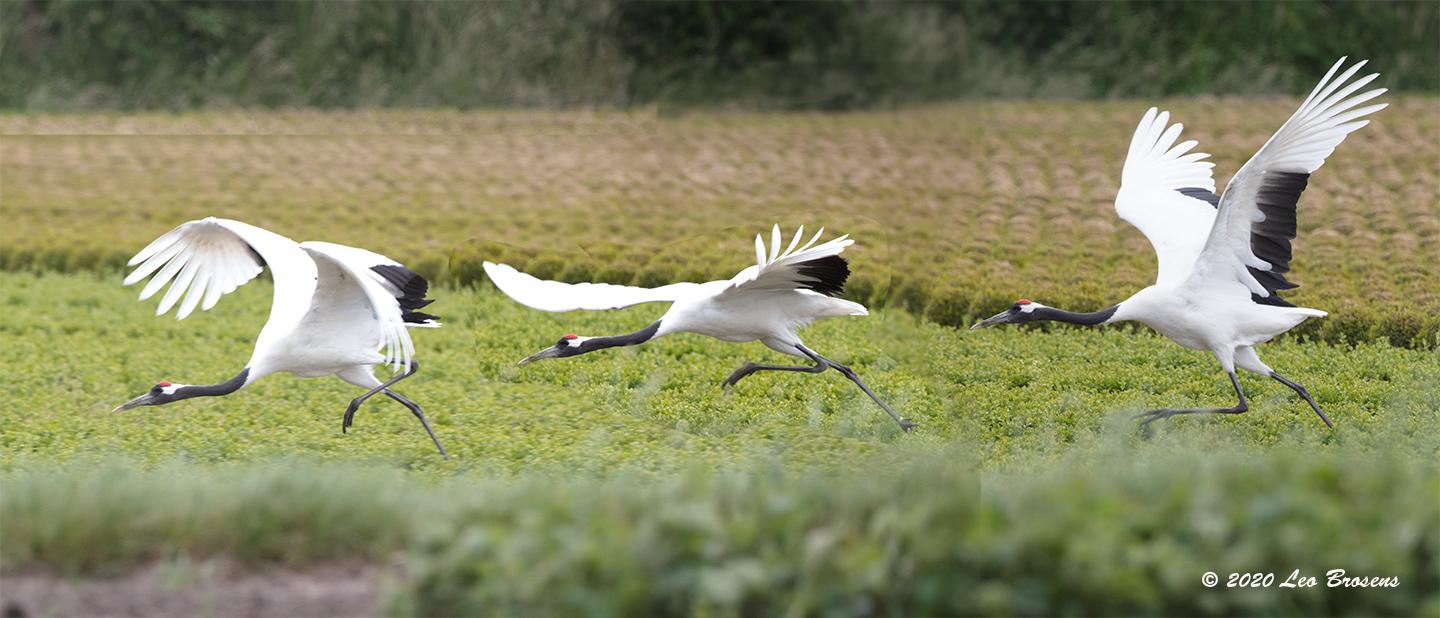 Japanse-kraanvogel-20200521g1440YSXX78737475acrfb.jpg