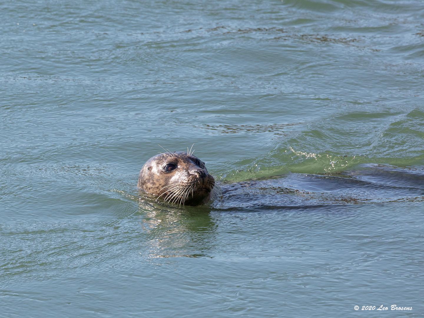 Grijze zeehond-20200528g1440YSXX7942acrfb.jpg