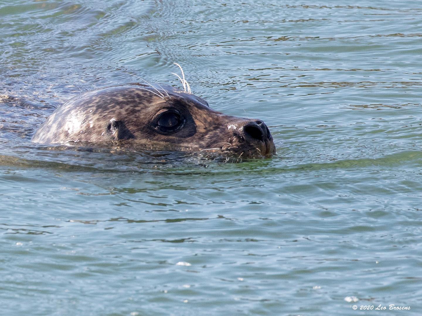 Grijze-zeehond-20200528g1440YSXX7939acrfb.jpg