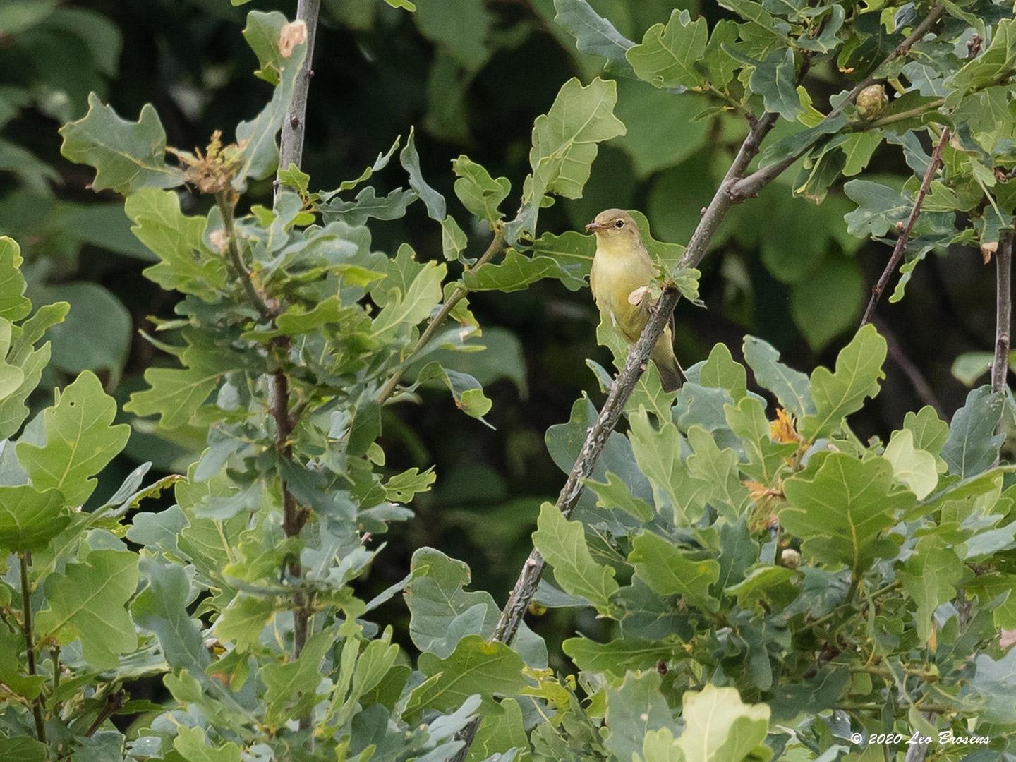 Spotvogel-20170714g1440YSXX9340acrfb.jpg