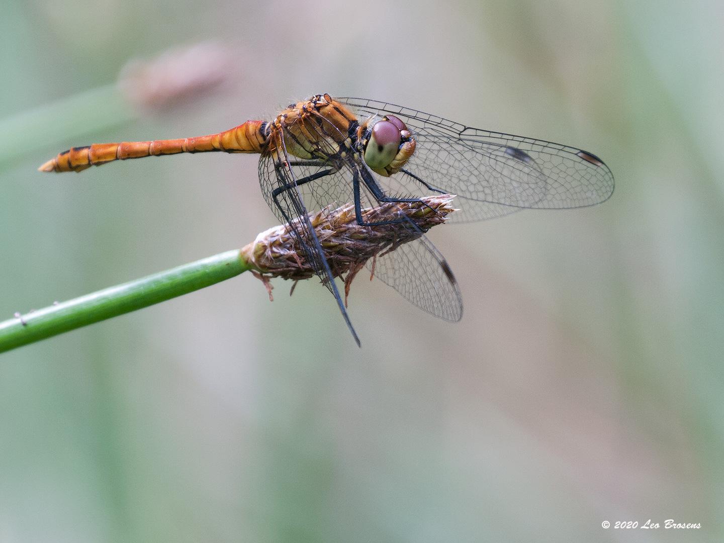 Steenrode-heidelibel-20100721g1440P1140226acrfb.jpg