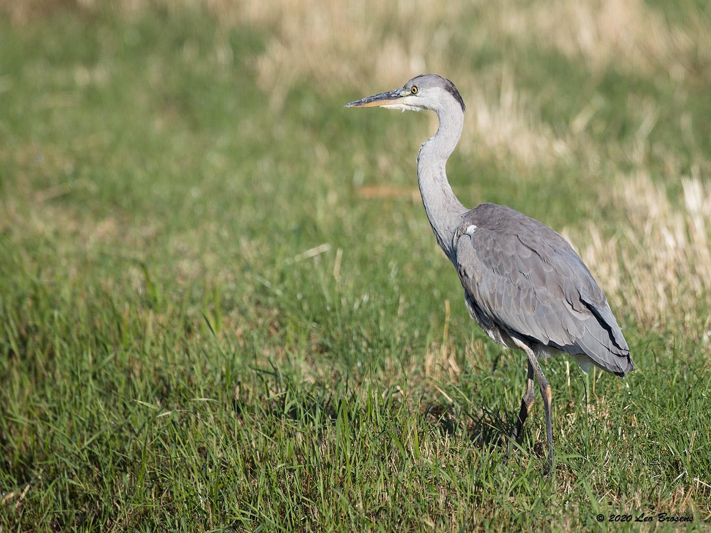 Blauwe-reiger-20200804g1440YSXX8240acrfb.jpg