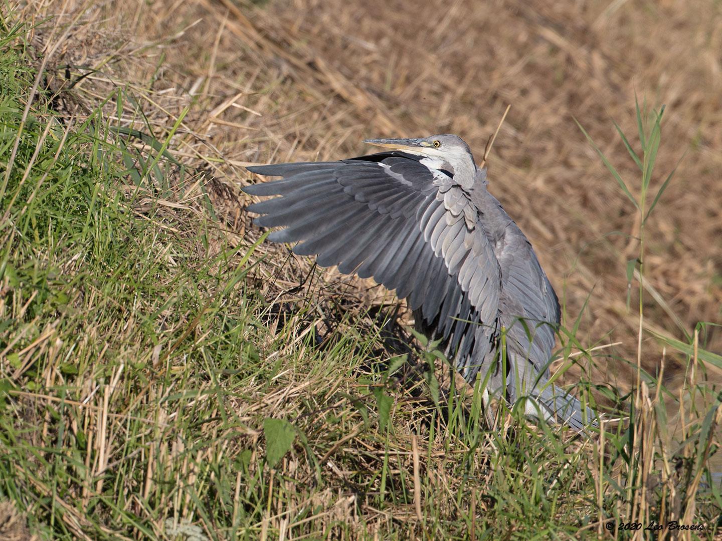 Blauwe-reiger-20200804g1440YSXX8242acrfb.jpg