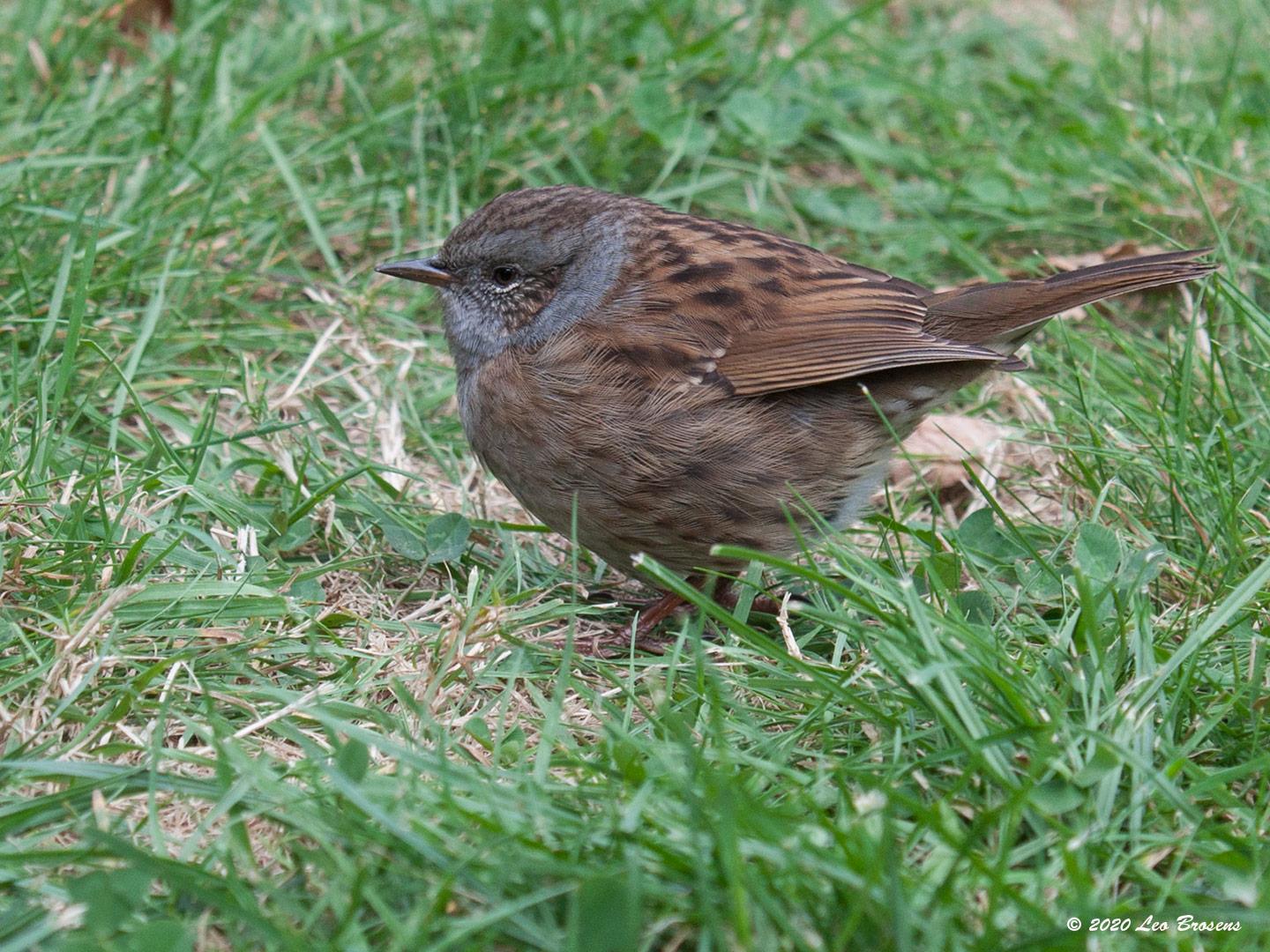 Heggenmus-20160929g1440IMG_5312acrfb.jpg