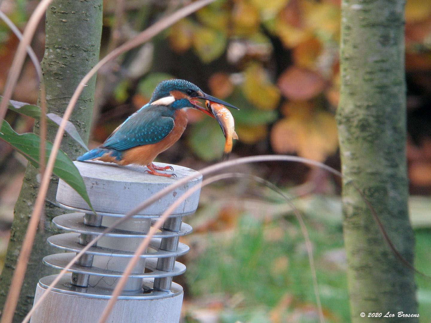 IJsvogel 20081111_a64030x_012g1440nbcrfb.jpg