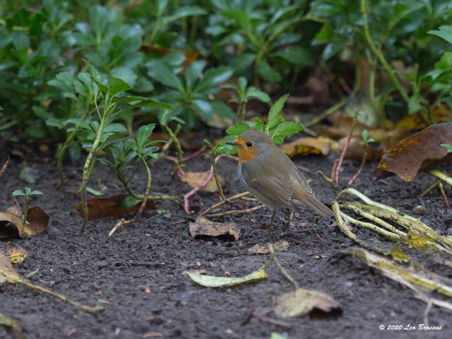 Roodborst-20201111g14407X1A9343acrfb.jpg