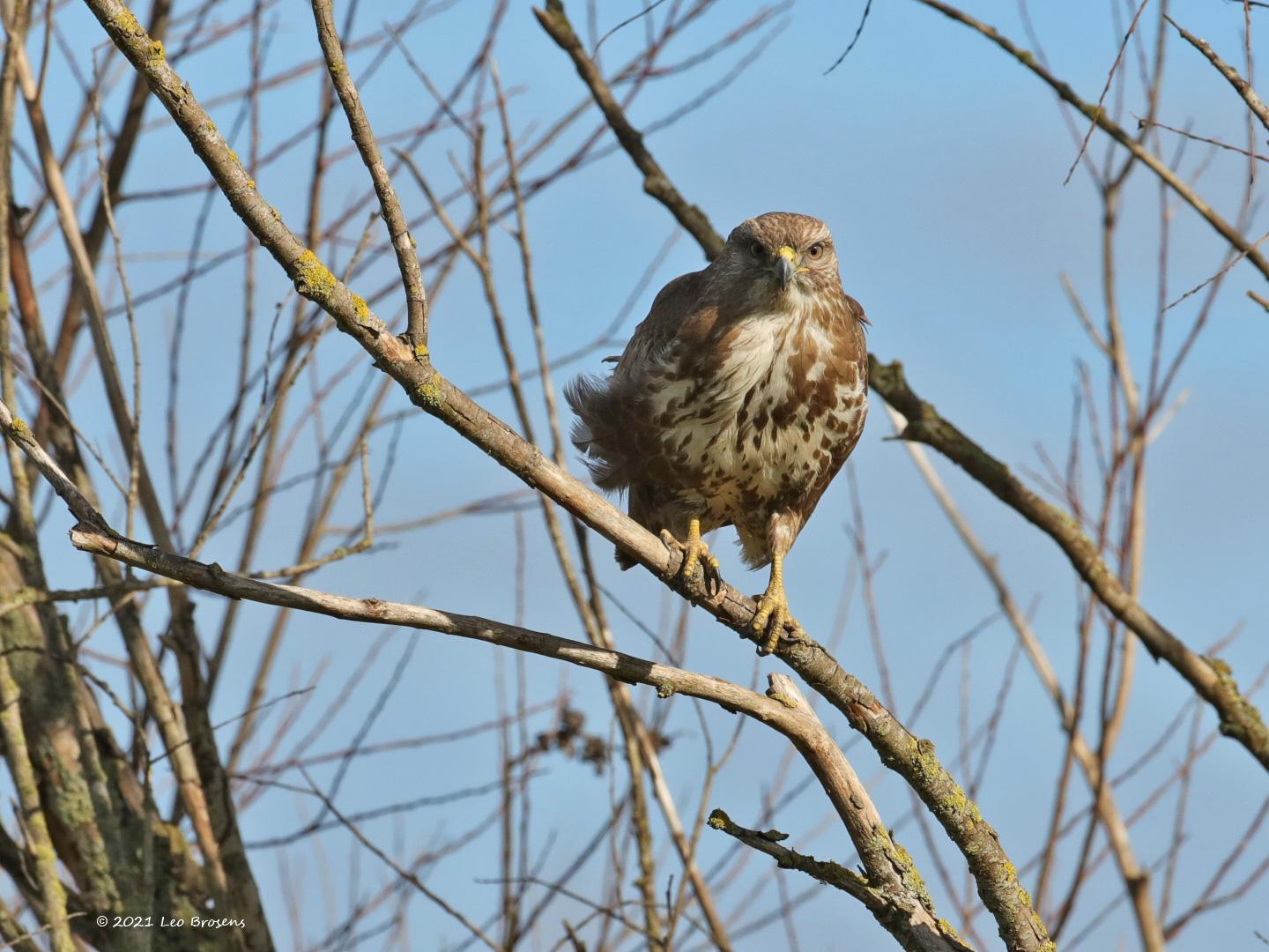 Buizerd-20210224g1440YSXX9124acrfb-Biesbosch.jpg