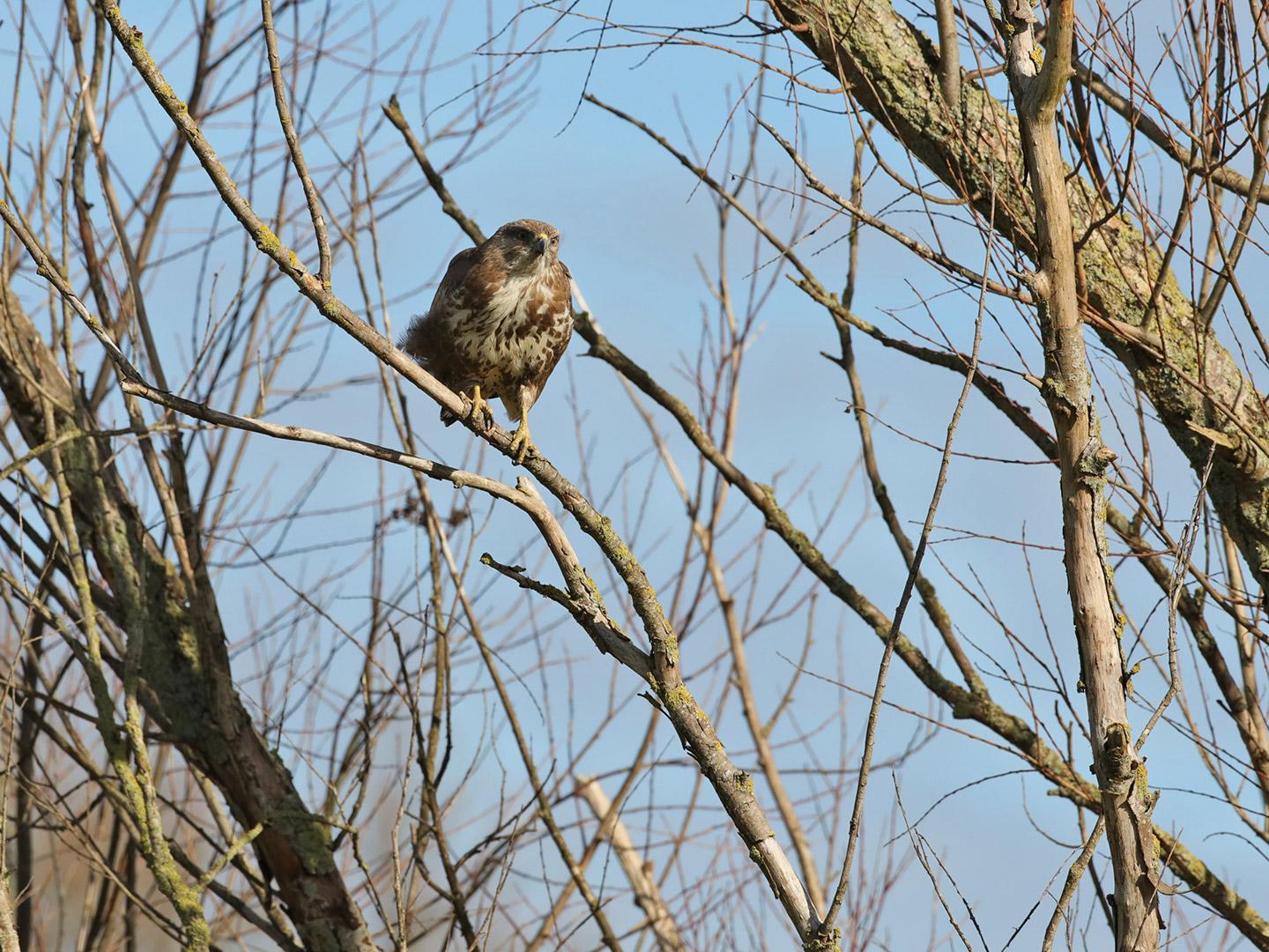 Buizerd-20210224g1440YSXX9125acrfb-Biesbosch.jpg