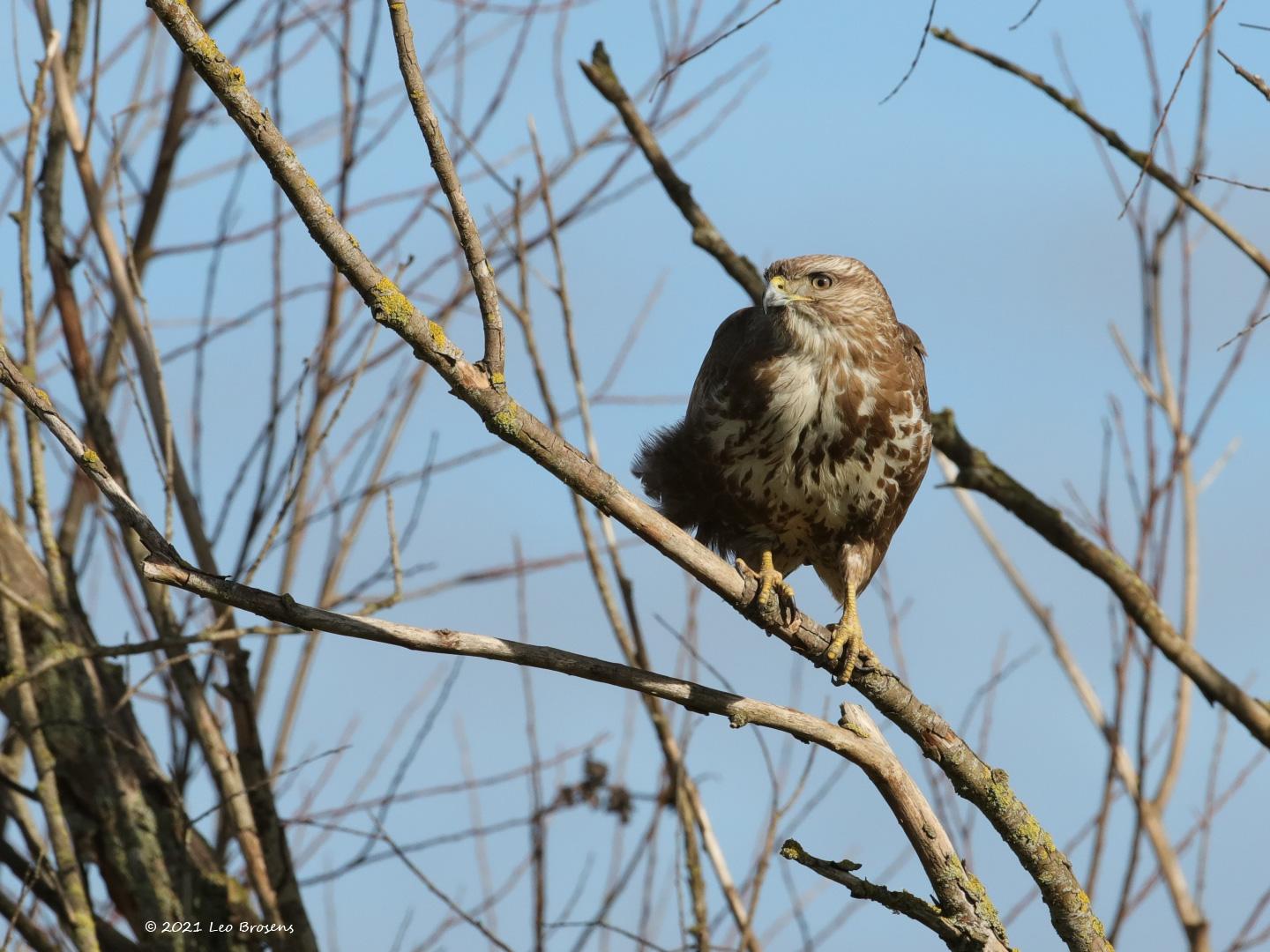 Buizerd-20210224g1440YSXX9129acrfb-Biesbosch.jpg