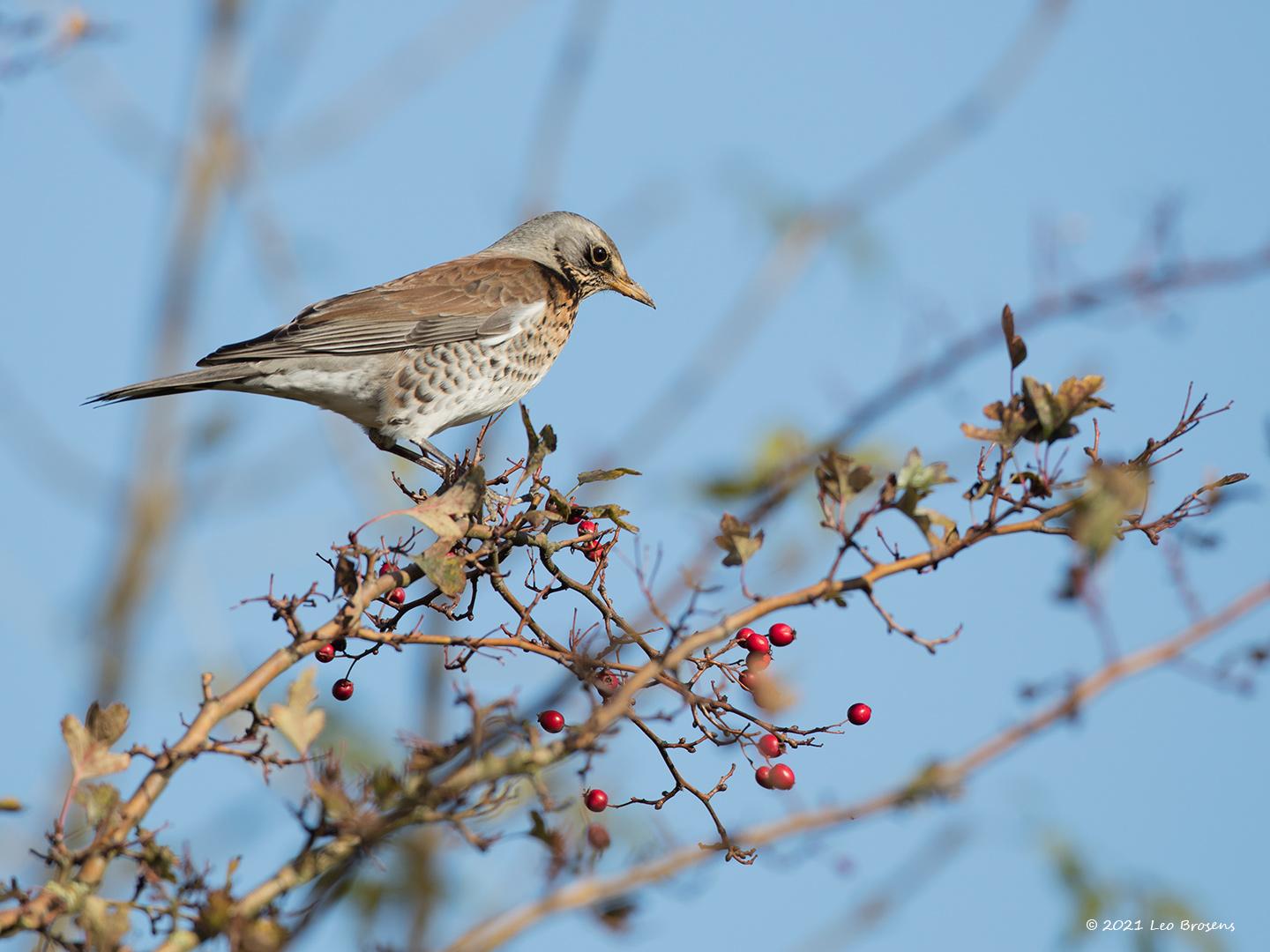 Kramsvogel-20171106g1440YSXX9536bcrfb.jpg