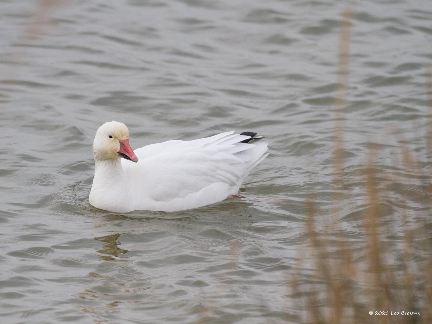 Sneeuwgans-20120208g1440IMG_1670acrfb-Biesbosch_0.jpg