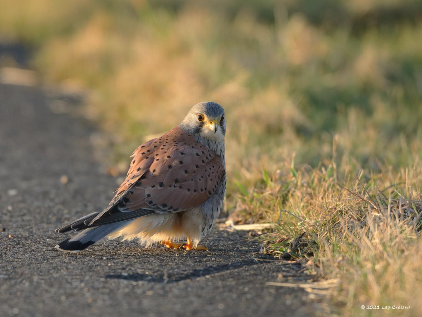 Torenvalk-20210224g1440YSXX9053acrfb-Biesbosch.jpg