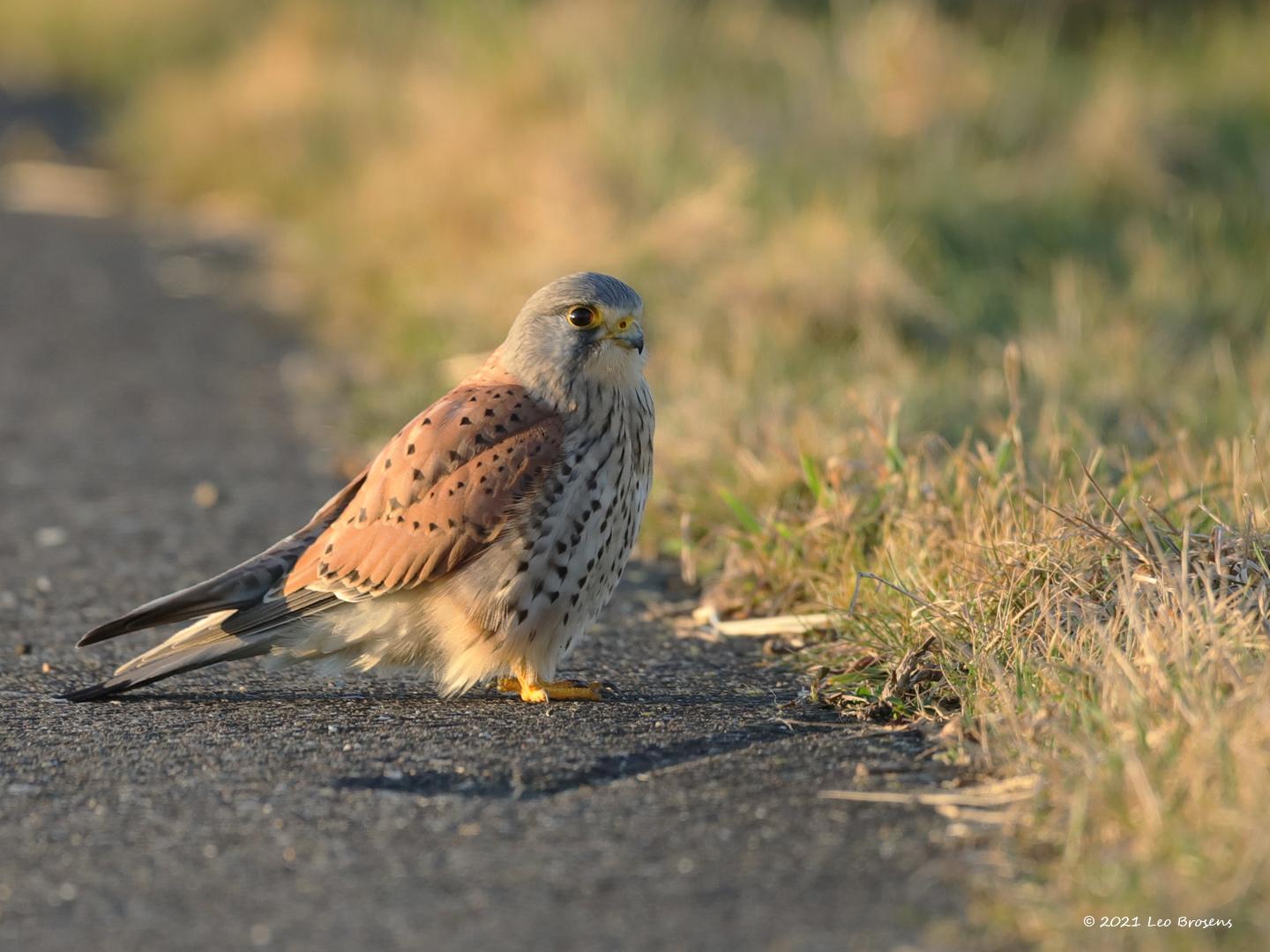 Torenvalk-20210224g1440YSXX9059acrfb-Biesbosch.jpg