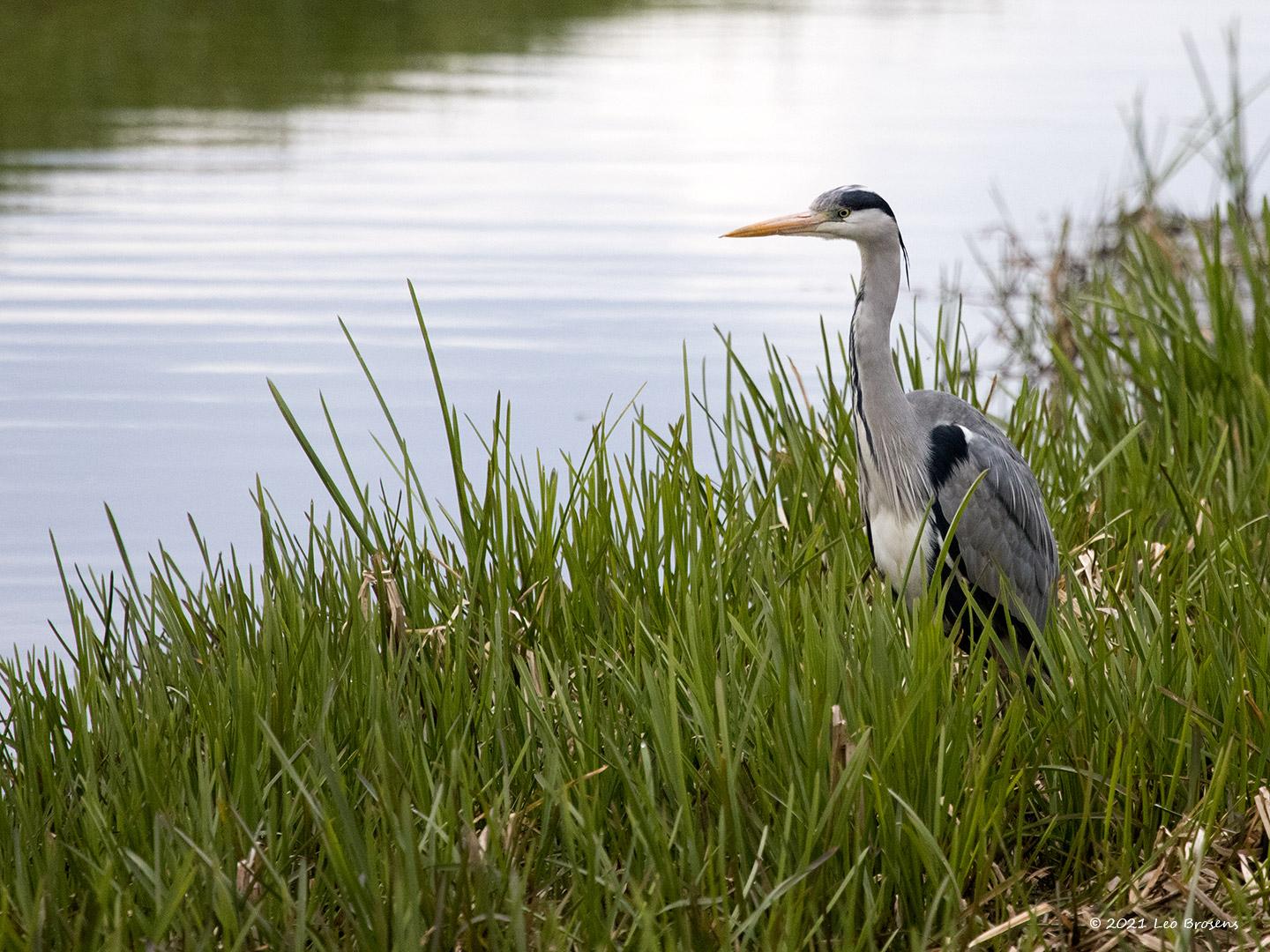 Blauwe-reiger-20210415g14401A1A1683acrfb.jpg