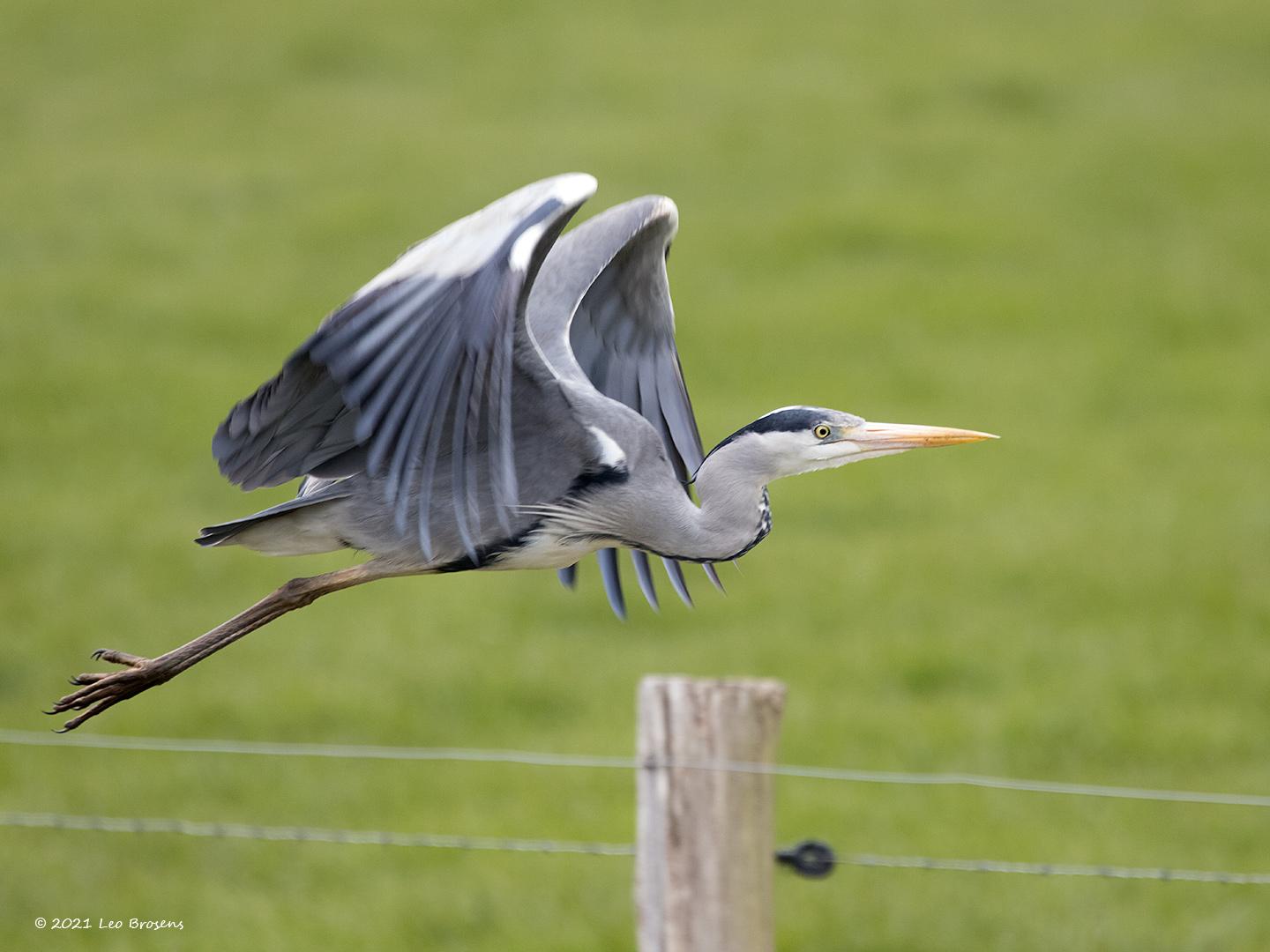 Blauwe-reiger-20210415g14401A1A1699acrfb.jpg