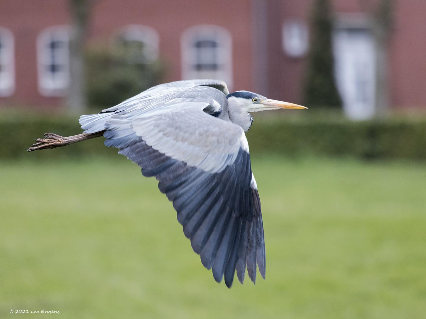 Blauwe-reiger-20210415g14401A1A1702acrfb.jpg