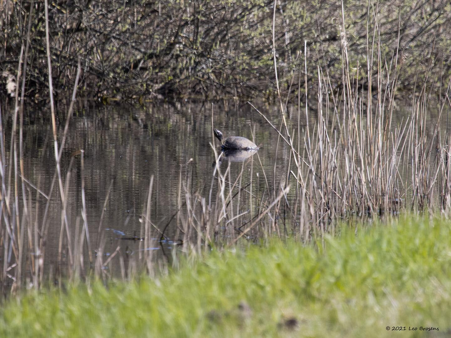 Geelbuikwaterschildpad-20210417g14401A1A2239acrfb-De-Matjens.jpg