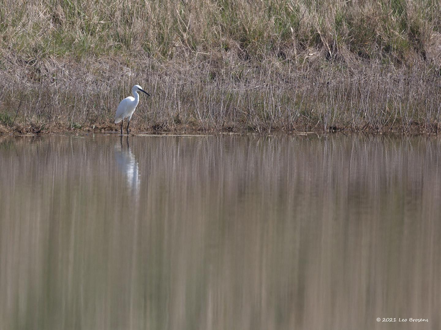 Kleine-zilverreiger-20210331g1440YSXX9482acrfb.jpg