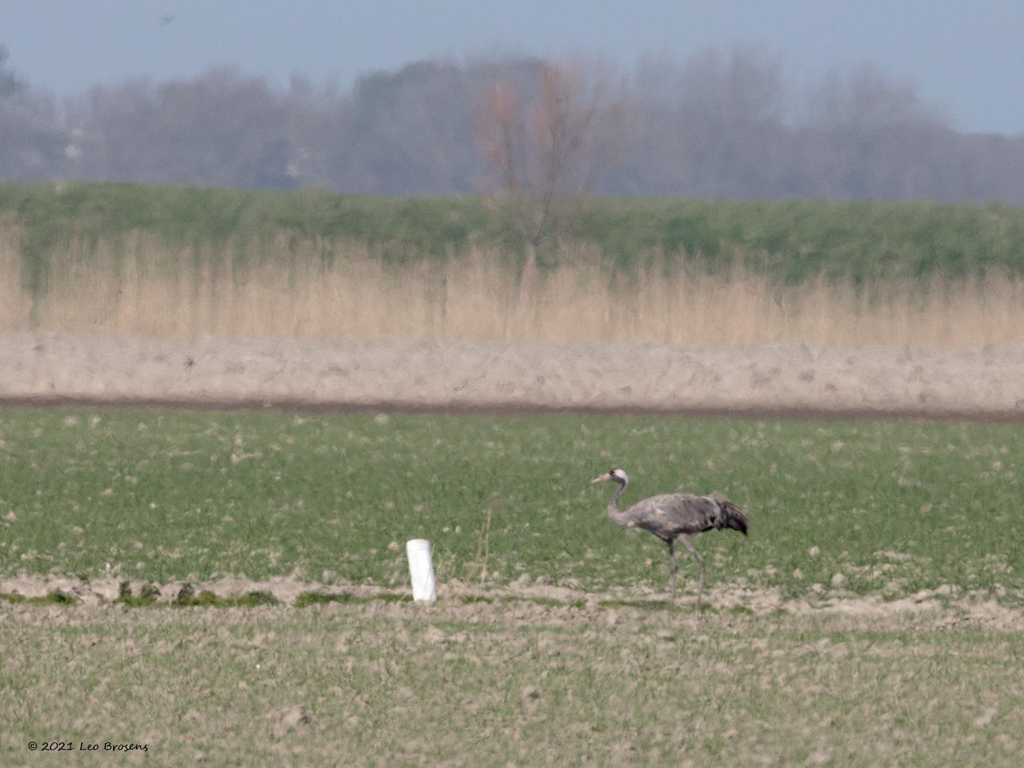 Kraanvogel-20120331g1440YSXX9582acrfb.jpg