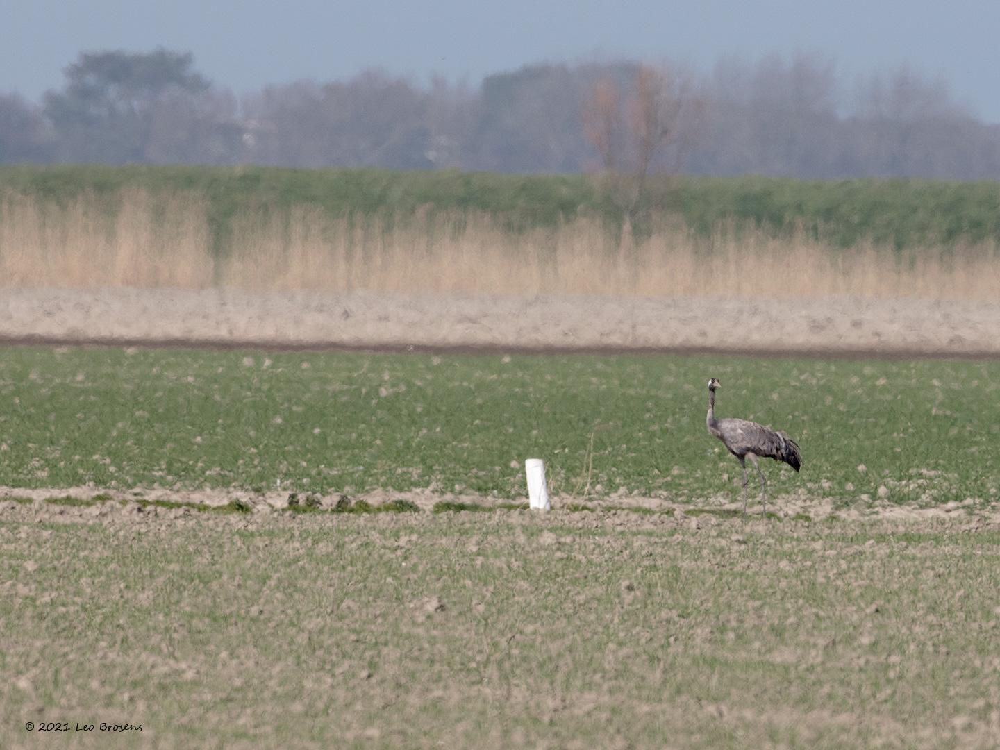 Kraanvogel-20120331g1440YSXX9585acrfb.jpg