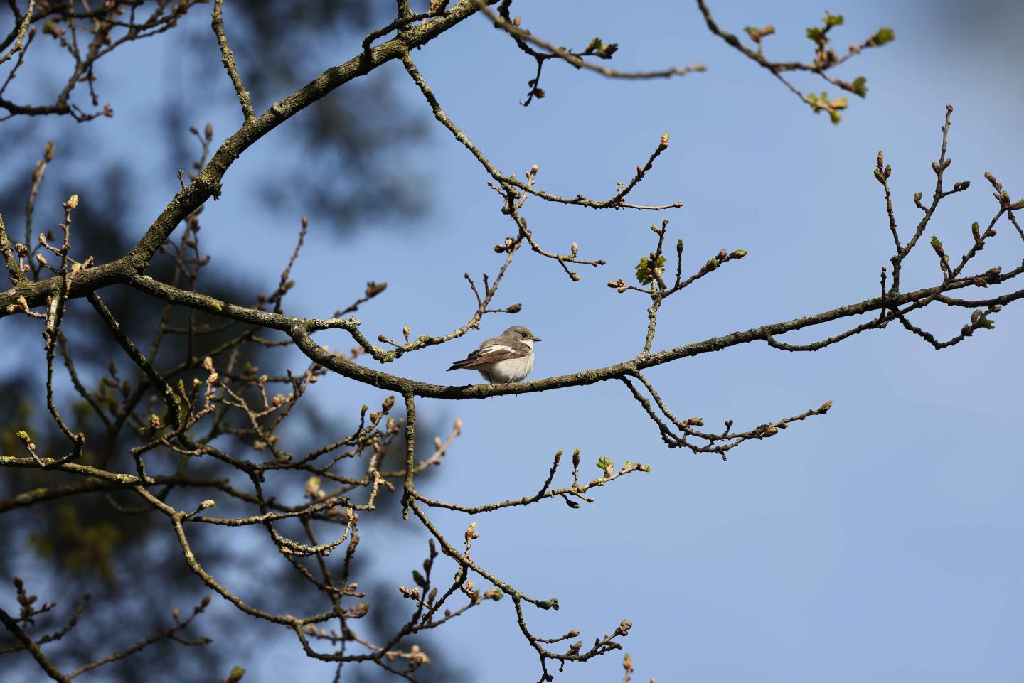 1A1A2391totaalbeeldlagekwaliteit-1.250-f8-iso100 500mm.jpg