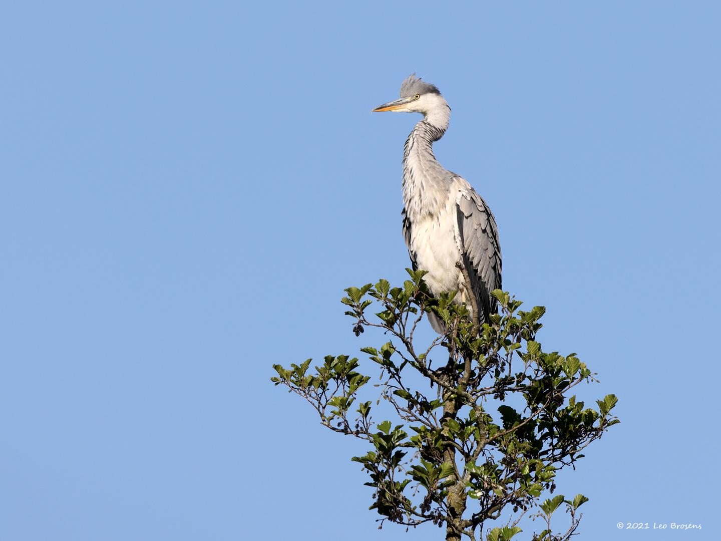 Blauwe-reiger-20210602g14401A1A9734acrfb.jpg