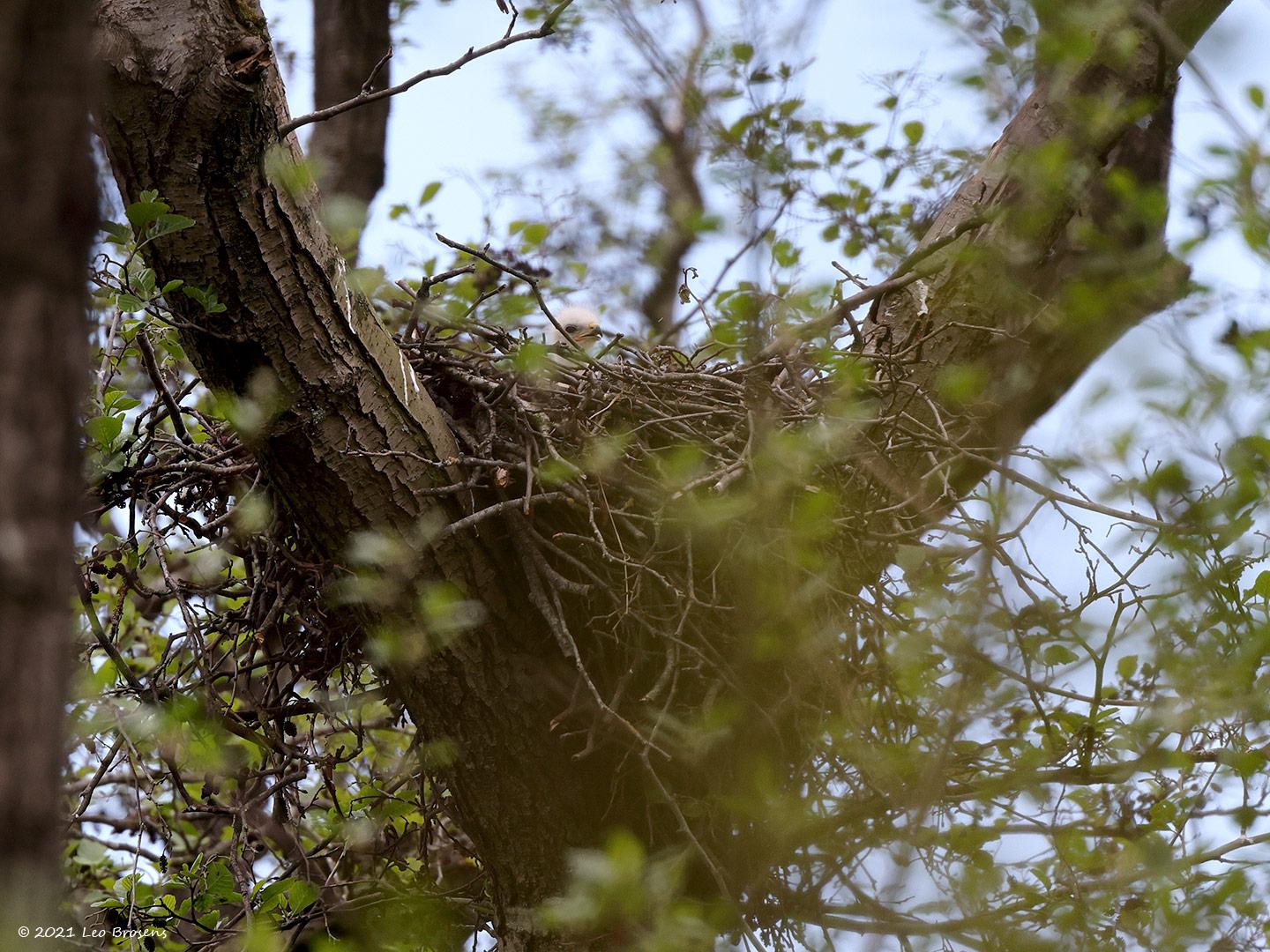 Buizerd-20210511g14401A1A6482acrfb.jpg