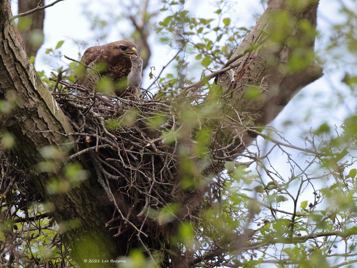 Buizerd-20210511g14401A1A6535acrfb.jpg