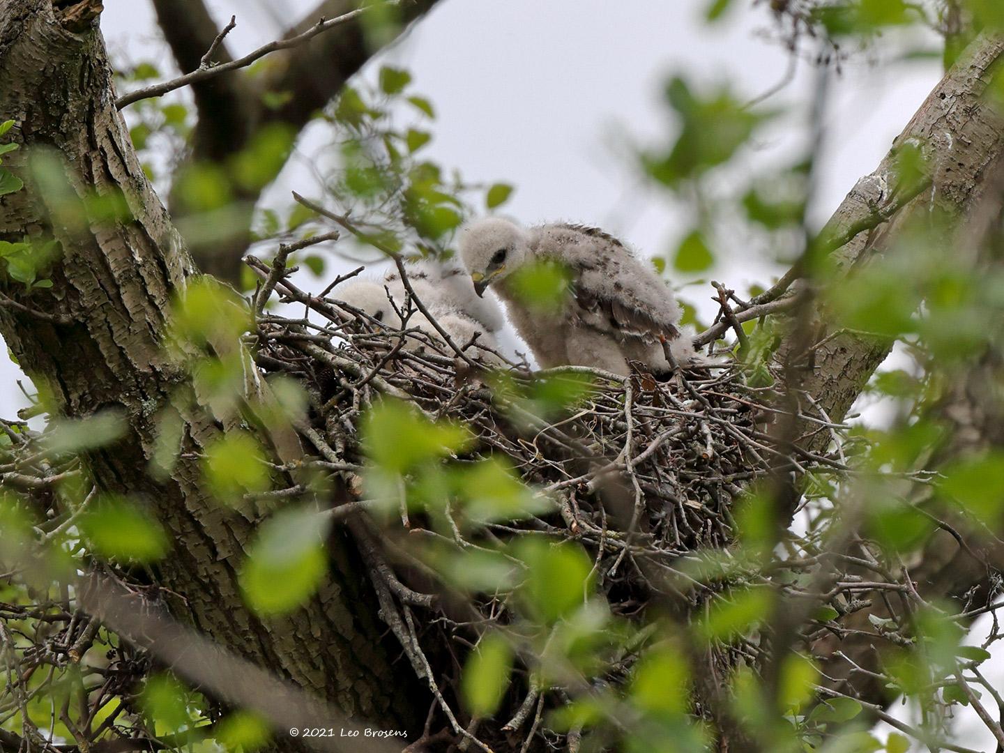 Buizerd-20210520g14401A1A7351acrfb.jpg