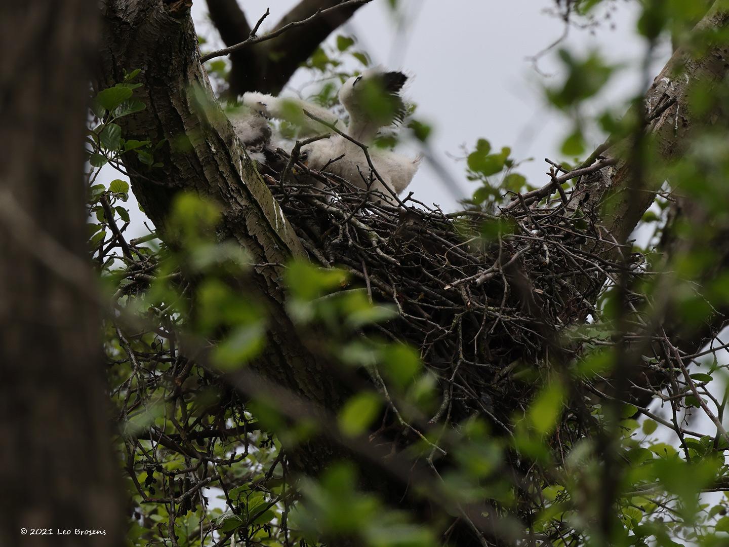 Buizerd-20210520g14401A1A7413acrfb.jpg