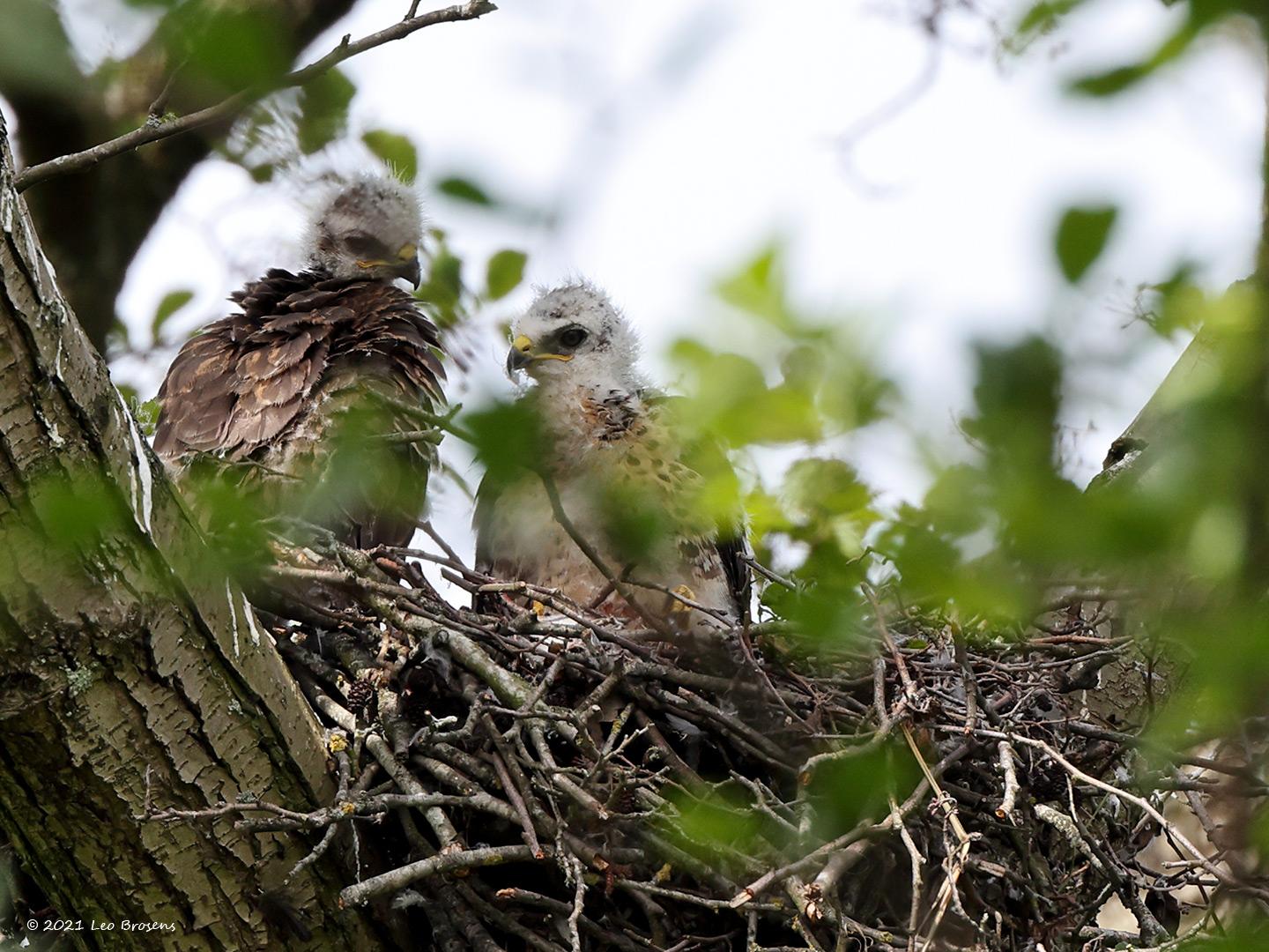 Buizerd-20210528g14401A1A7806acrfb.jpg