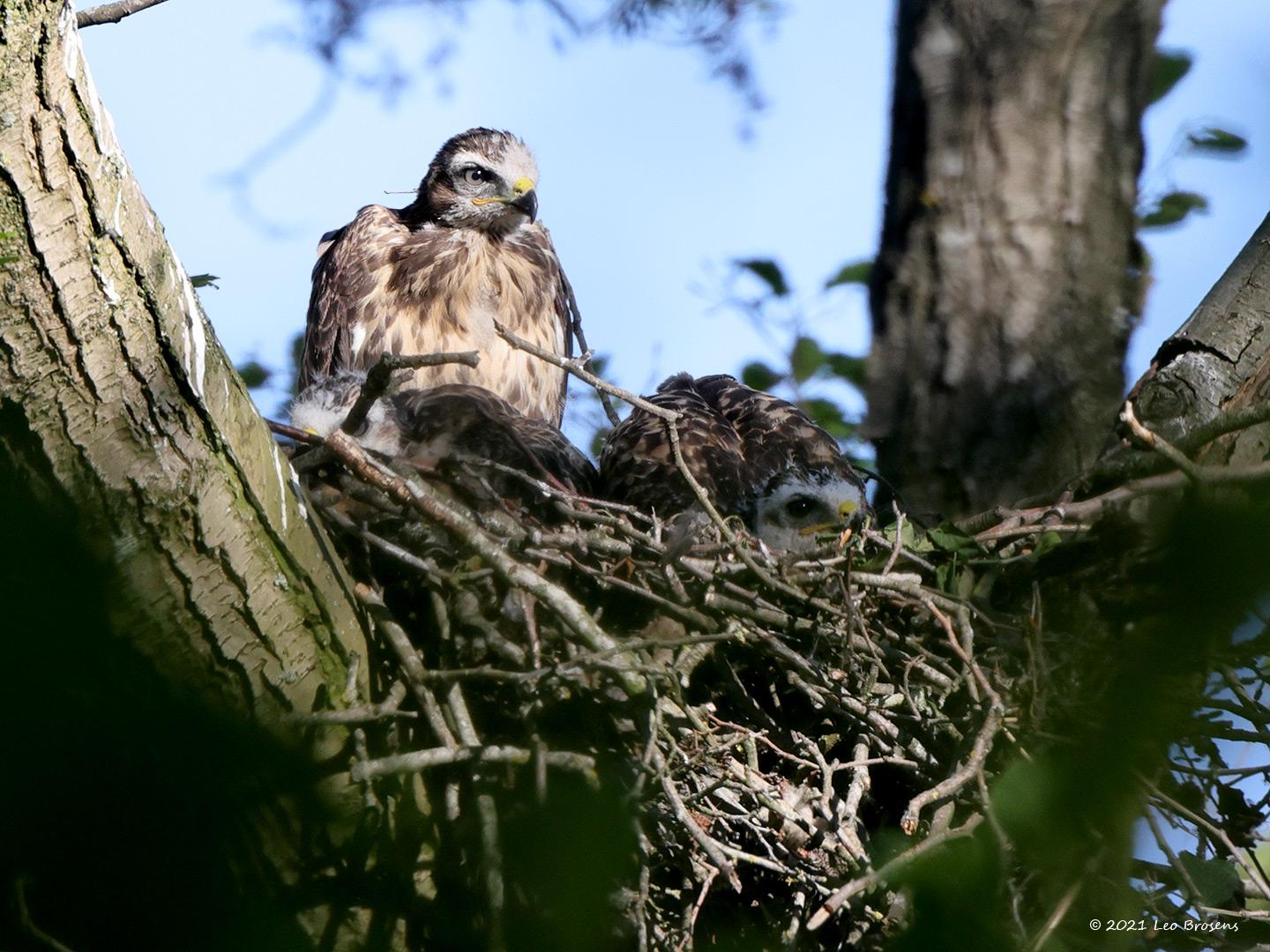 Buizerd-20210602gg14401A1A9785bcrfb_0.jpg