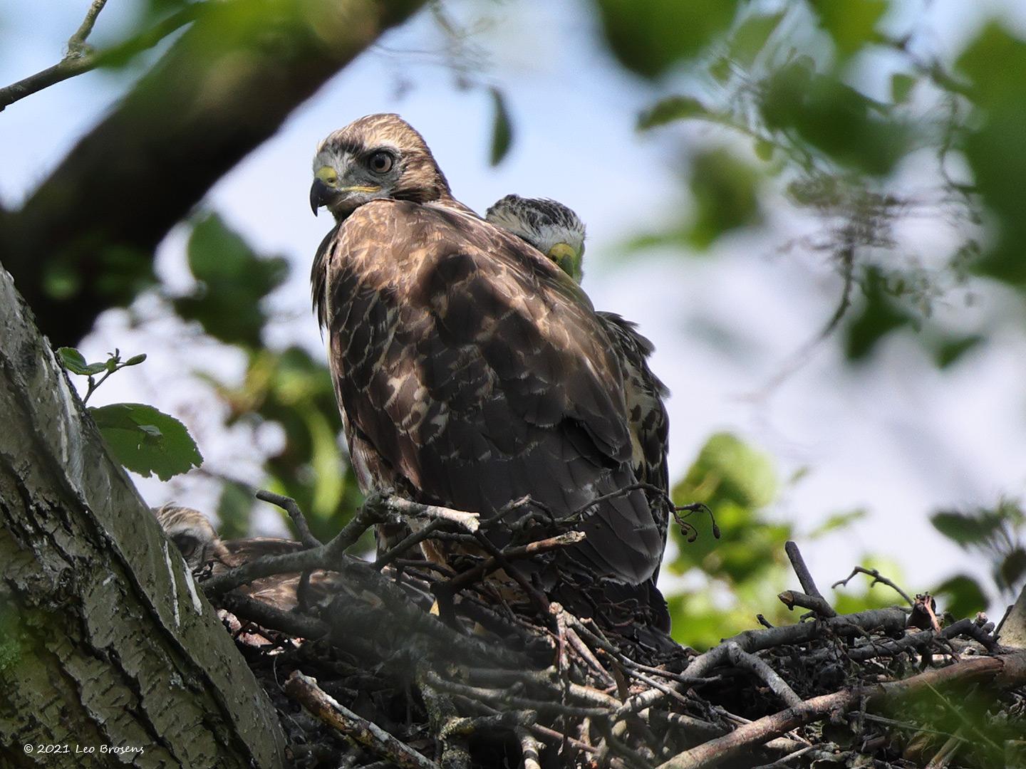 Buizerd-20210608g14401A1A9995azvcrfb_0.jpg