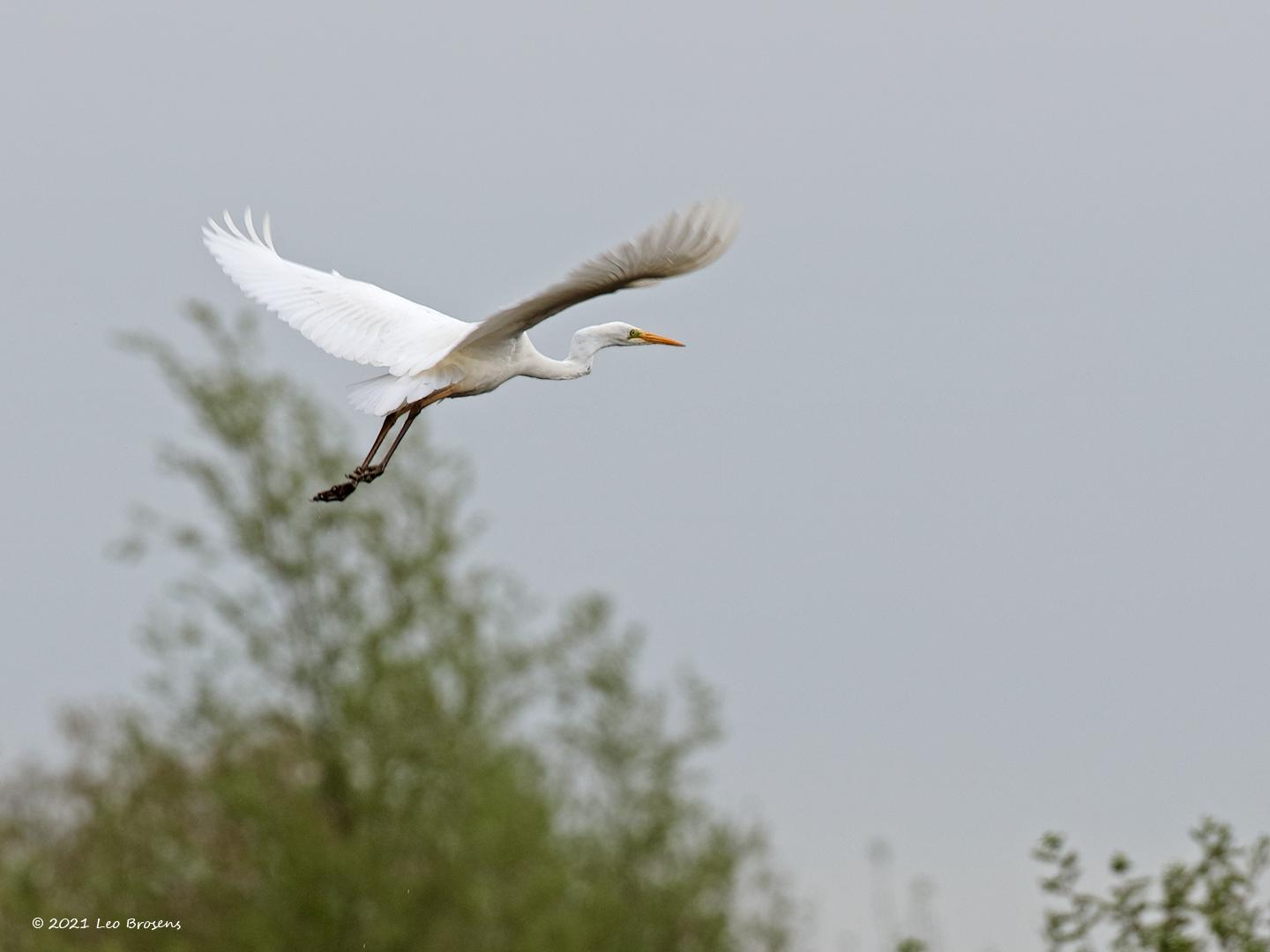 Grote-zilverreiger-20180427g1440YSXX2273acrfb.jpg