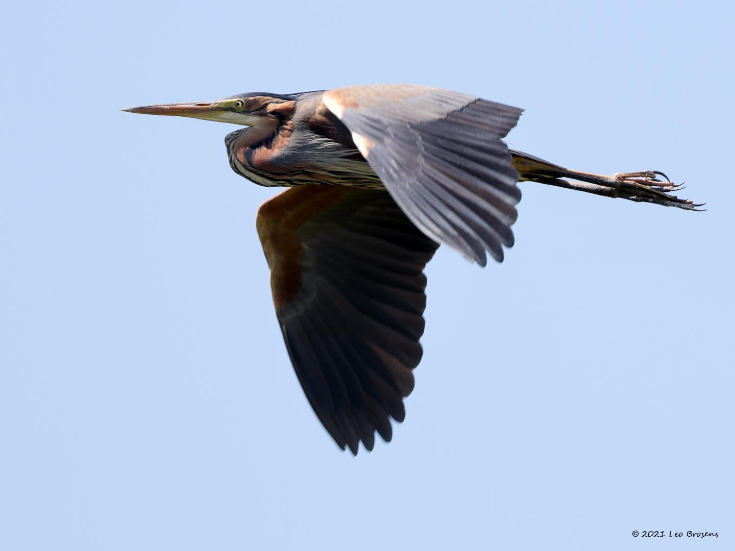 nieuw Purperreiger-20210531g14401A1A9593btbcrfb_0.jpg