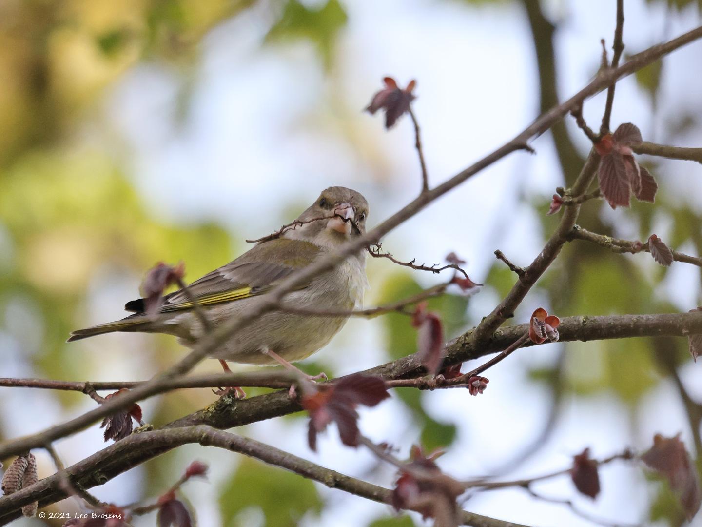 Groenling-20120408g14401A1A0313acrfb.jpg