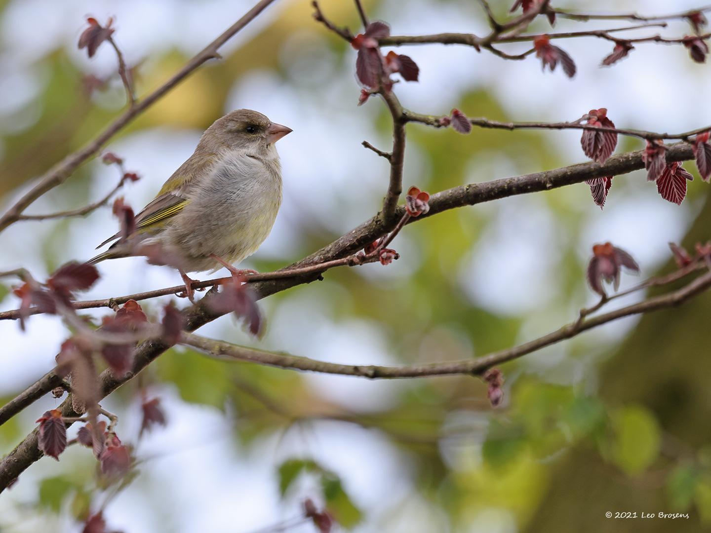 Groenling-20120408g14401A1A0355acrfb.jpg