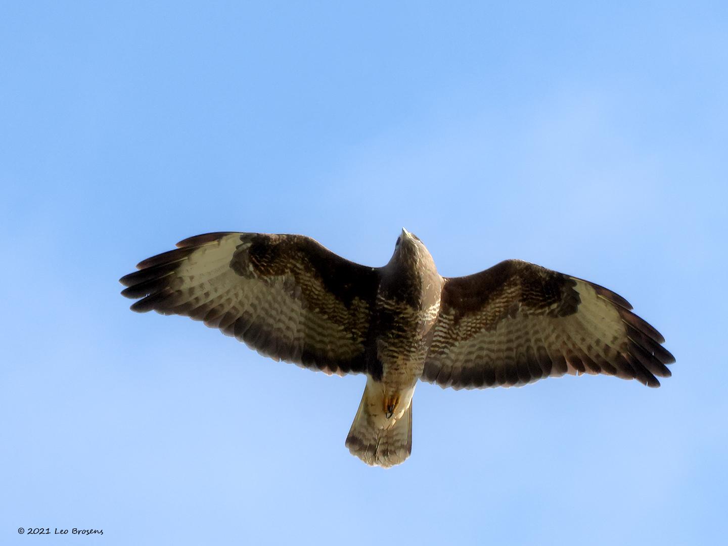 Buizerd-20211101g14401A1A2483acrfb-Waaijenberg.jpg