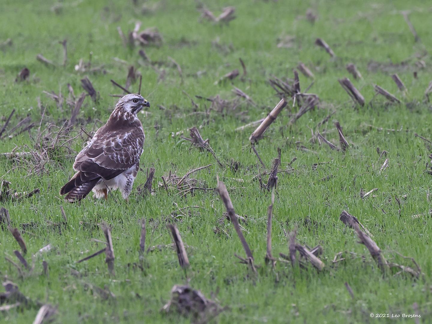 Buizerd-20211120g14401A1A3101acrfb-De-Maatjes.jpg