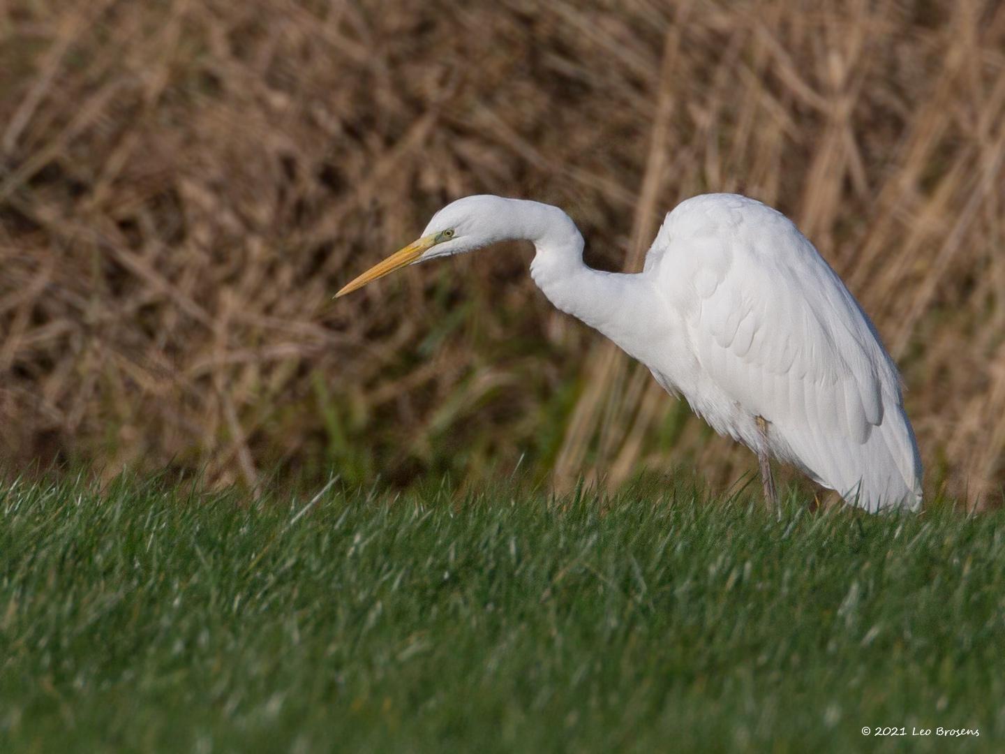 Grote-zilverreiger-20131130g14407X1A9898a-De-Matjens.jpg