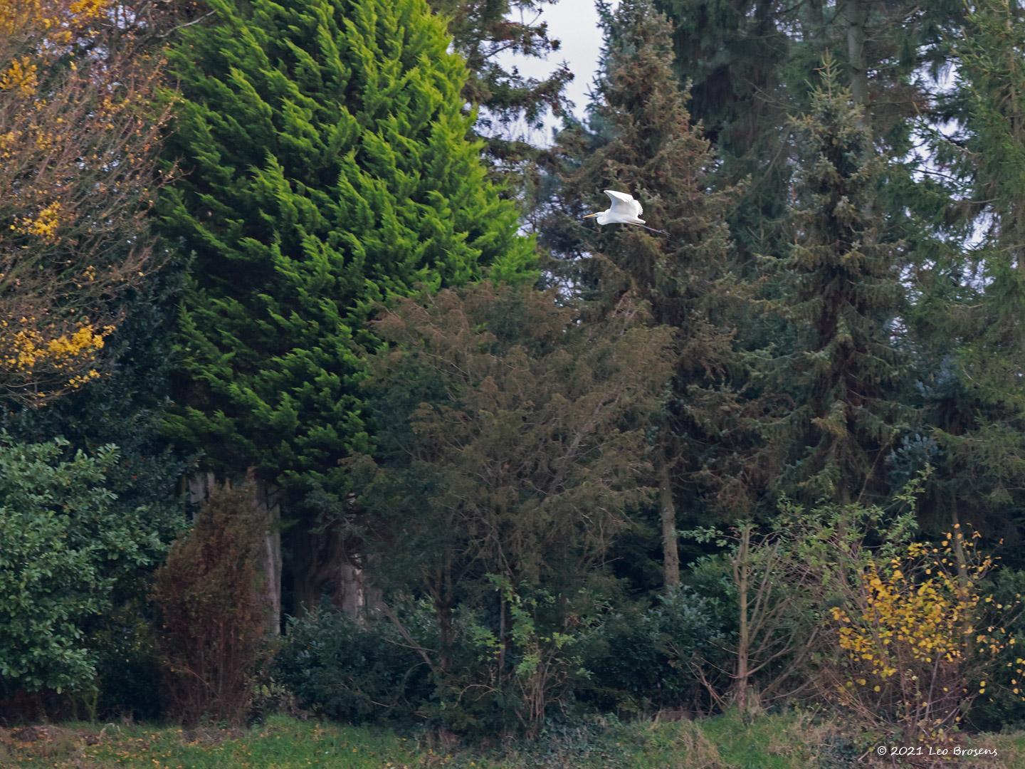 Grote-zilverreiger-20211119g14401A1A3064acrfb.jpg