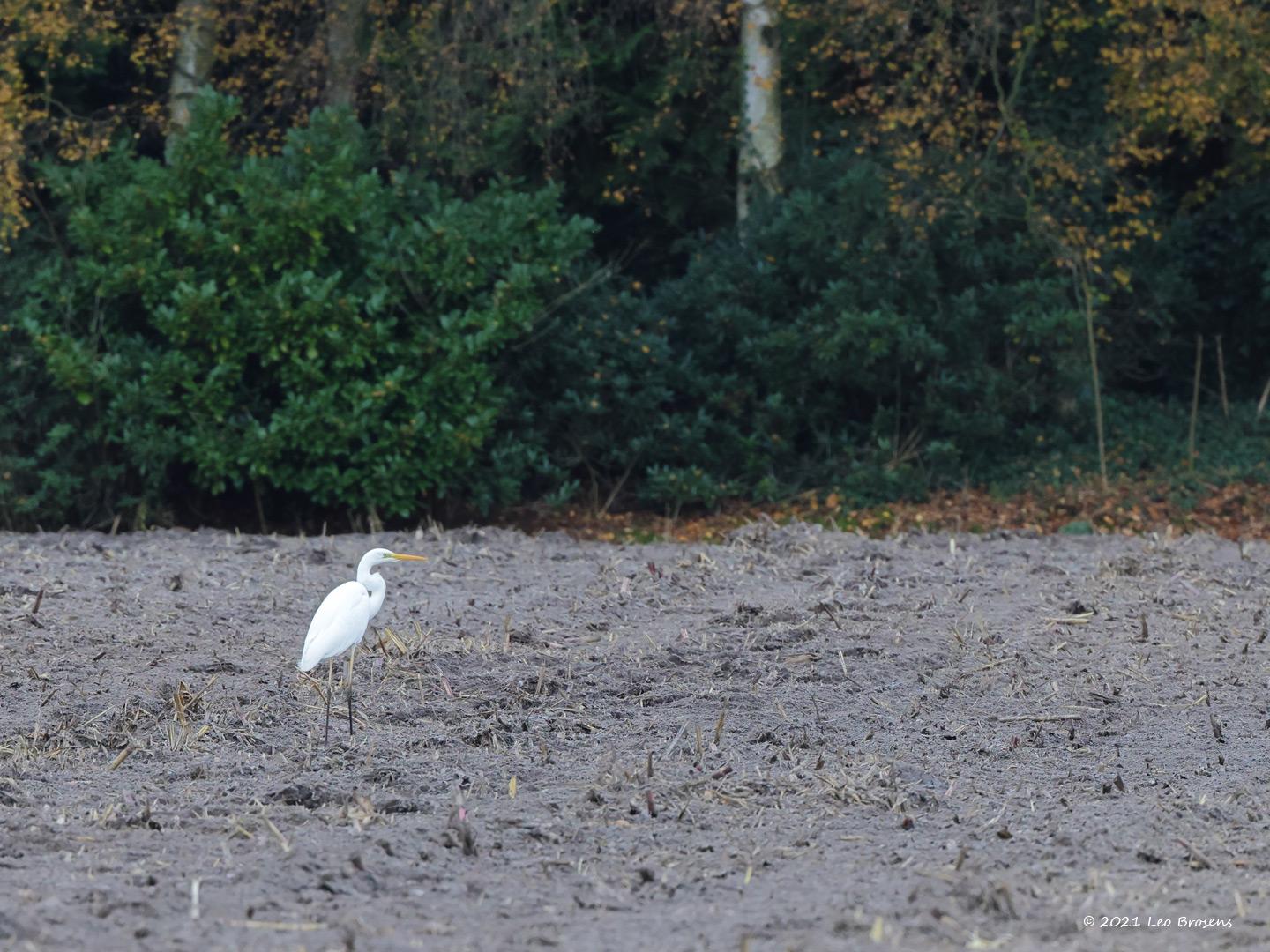 Grote-zilverreiger-20211120g14401A1A3092acrfb-De-Maatjes.jpg