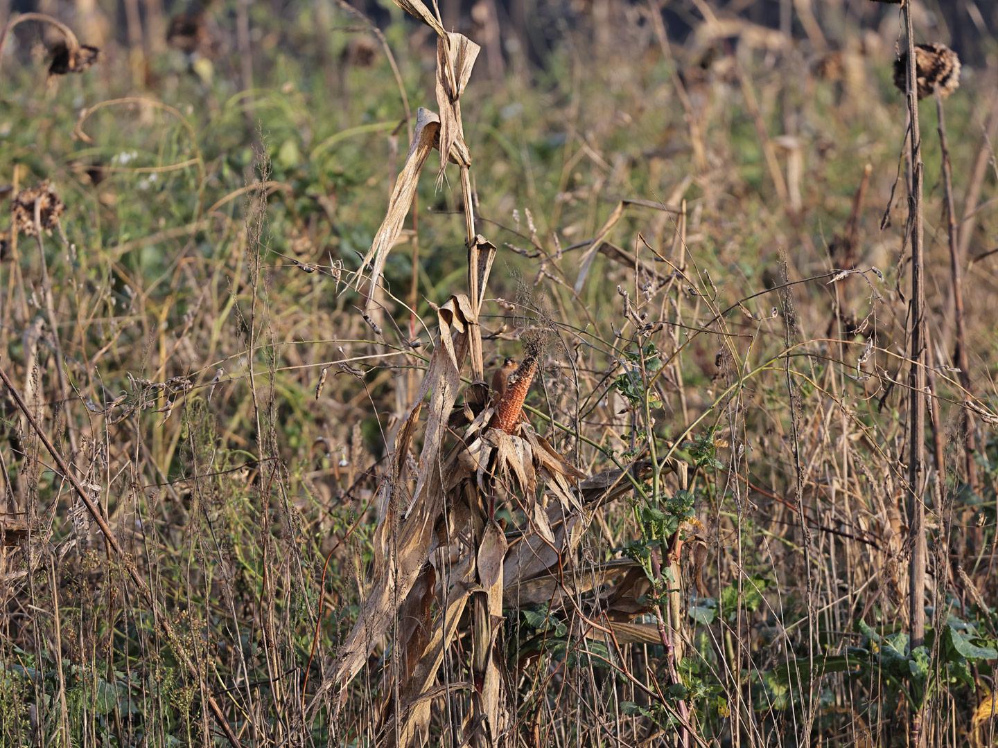 Vink-rauwenis-20211222g14401A1A4474b-Maxburg.jpg