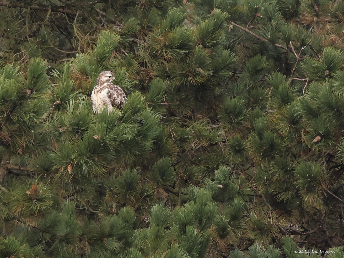 Buizerd-20220121g14401A1A5068b-De-Vrunten.jpg