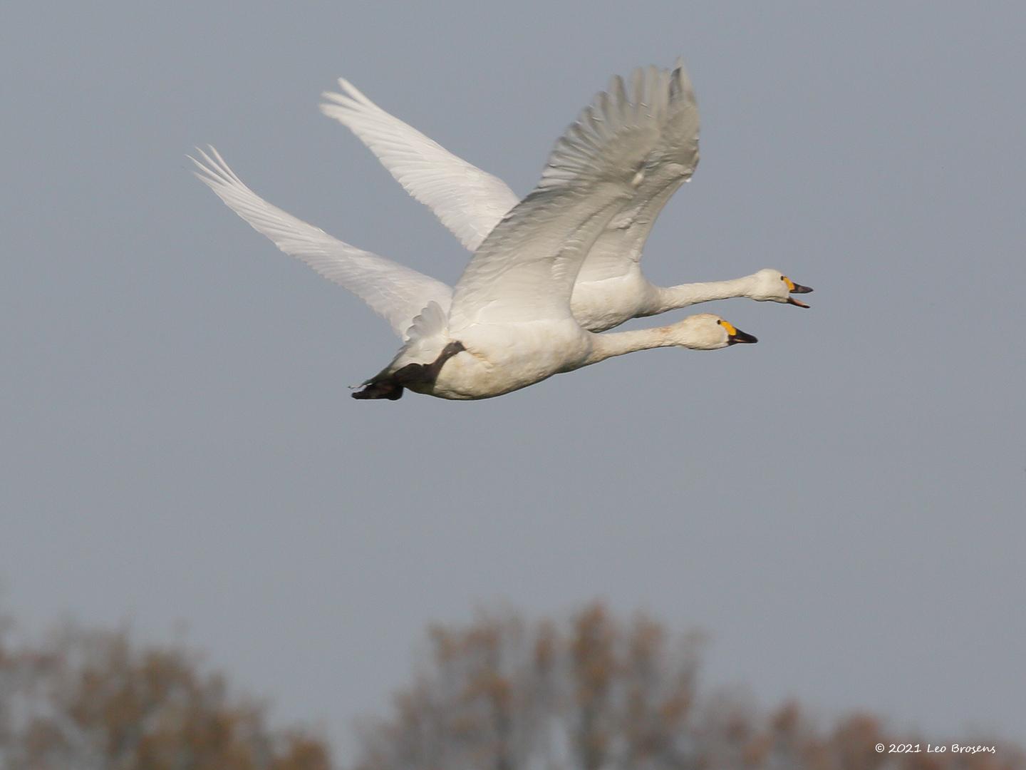 Kleine-zwaan-20131130g14407X1A9846a-De-Matjens.jpg