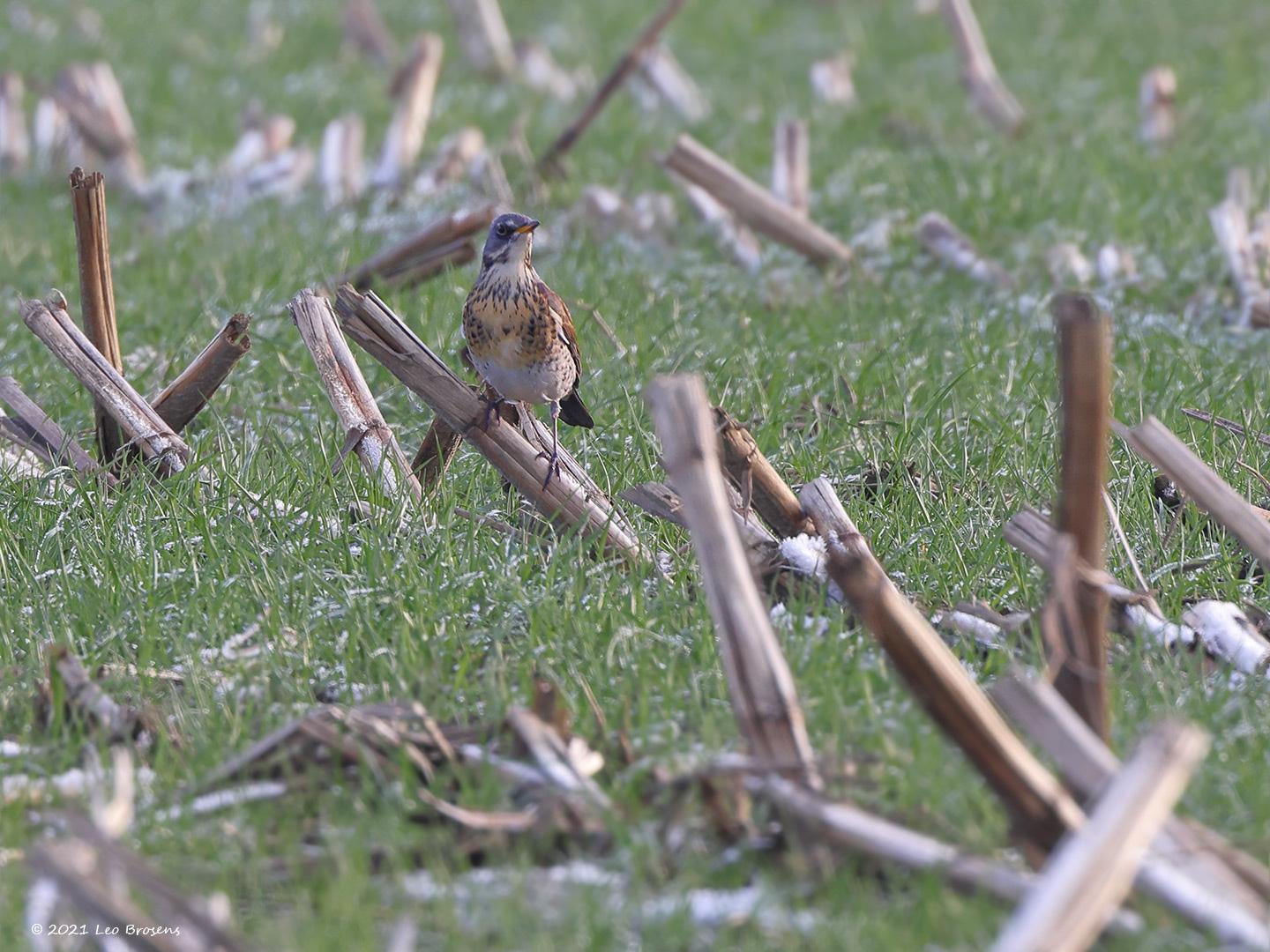 Kramsvogel-20211222g14401A1A4424bmk-Maxburg.jpg