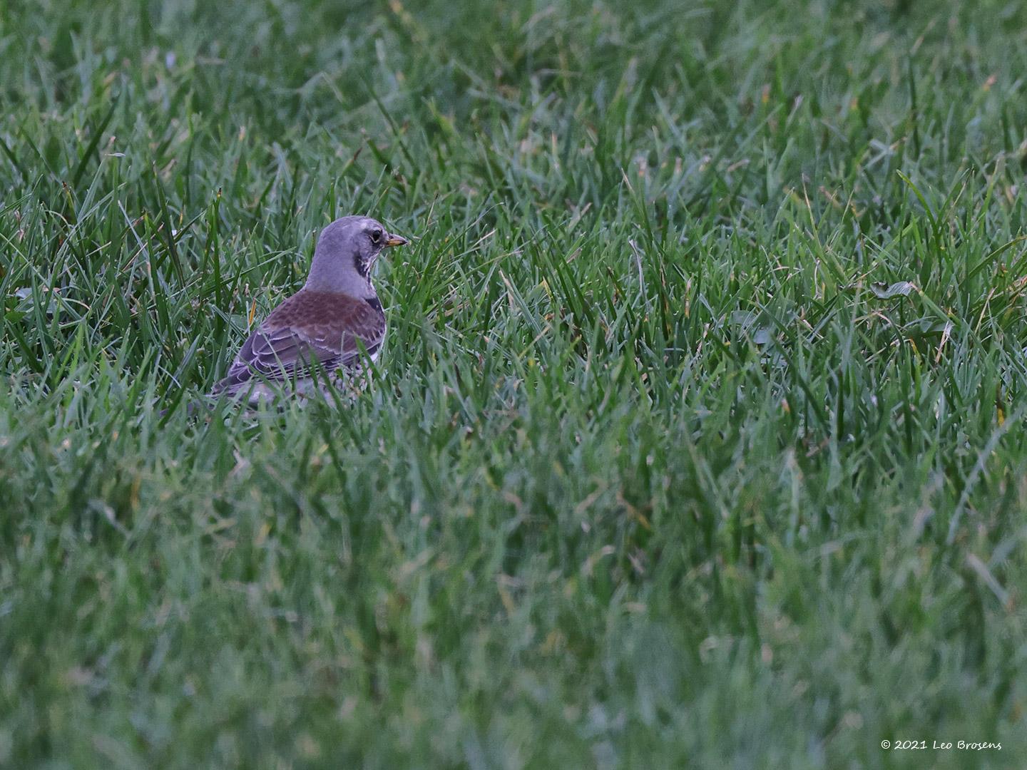 Kramsvogel-20211231g14401A1A4644a-Maxburg.jpg