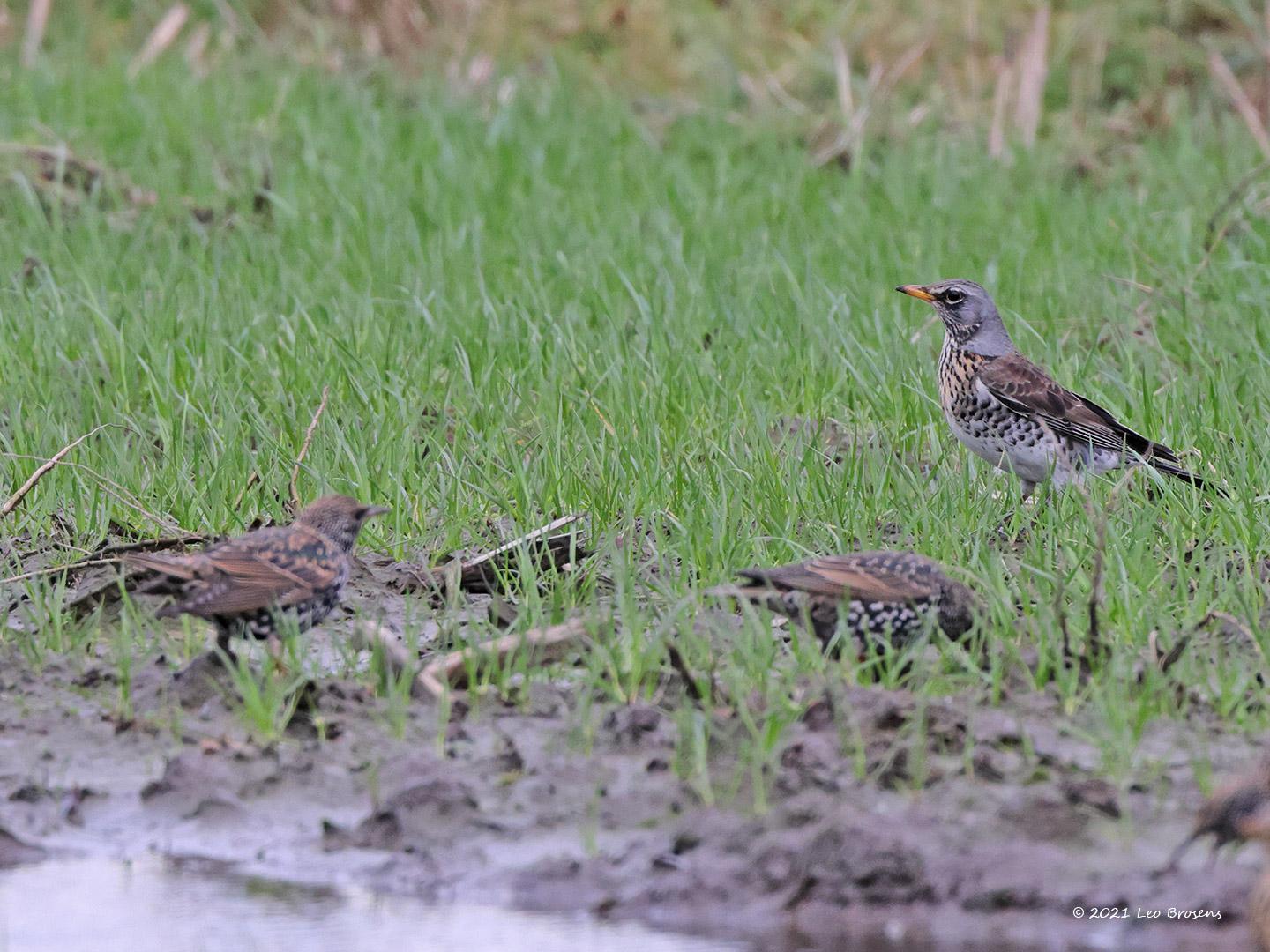 Kramsvogel-20211231g14401A1A4656a-Maxburg.jpg