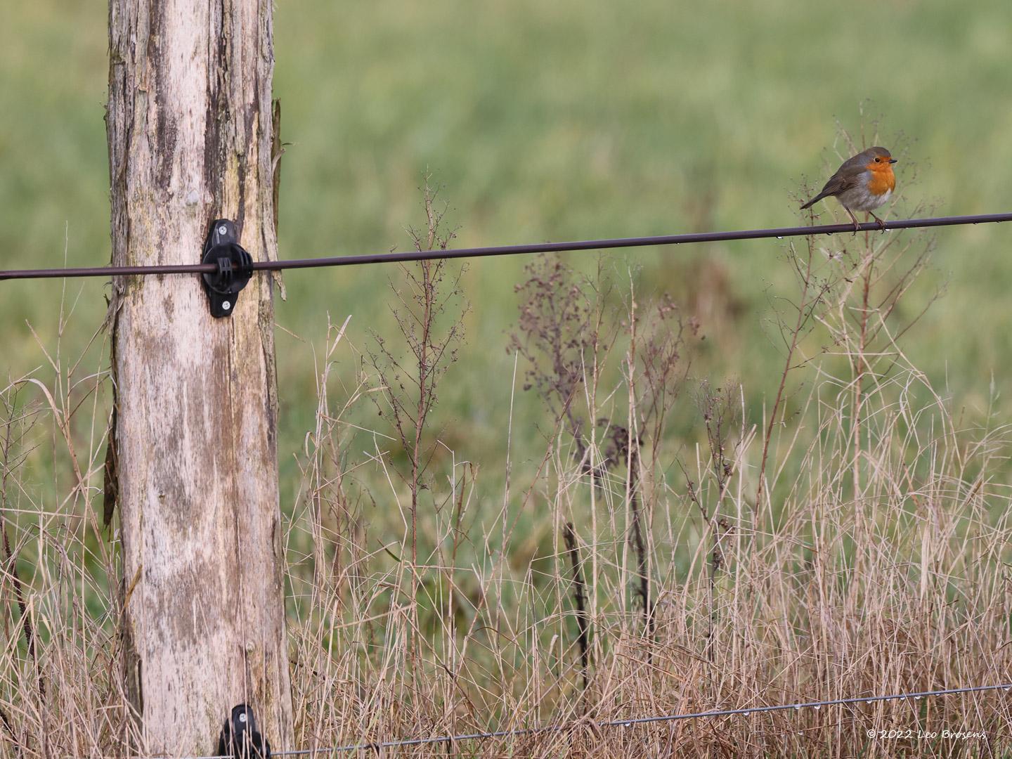 Roodborst-20220121g14401A1A4990a-De-Vrunten_0.jpg