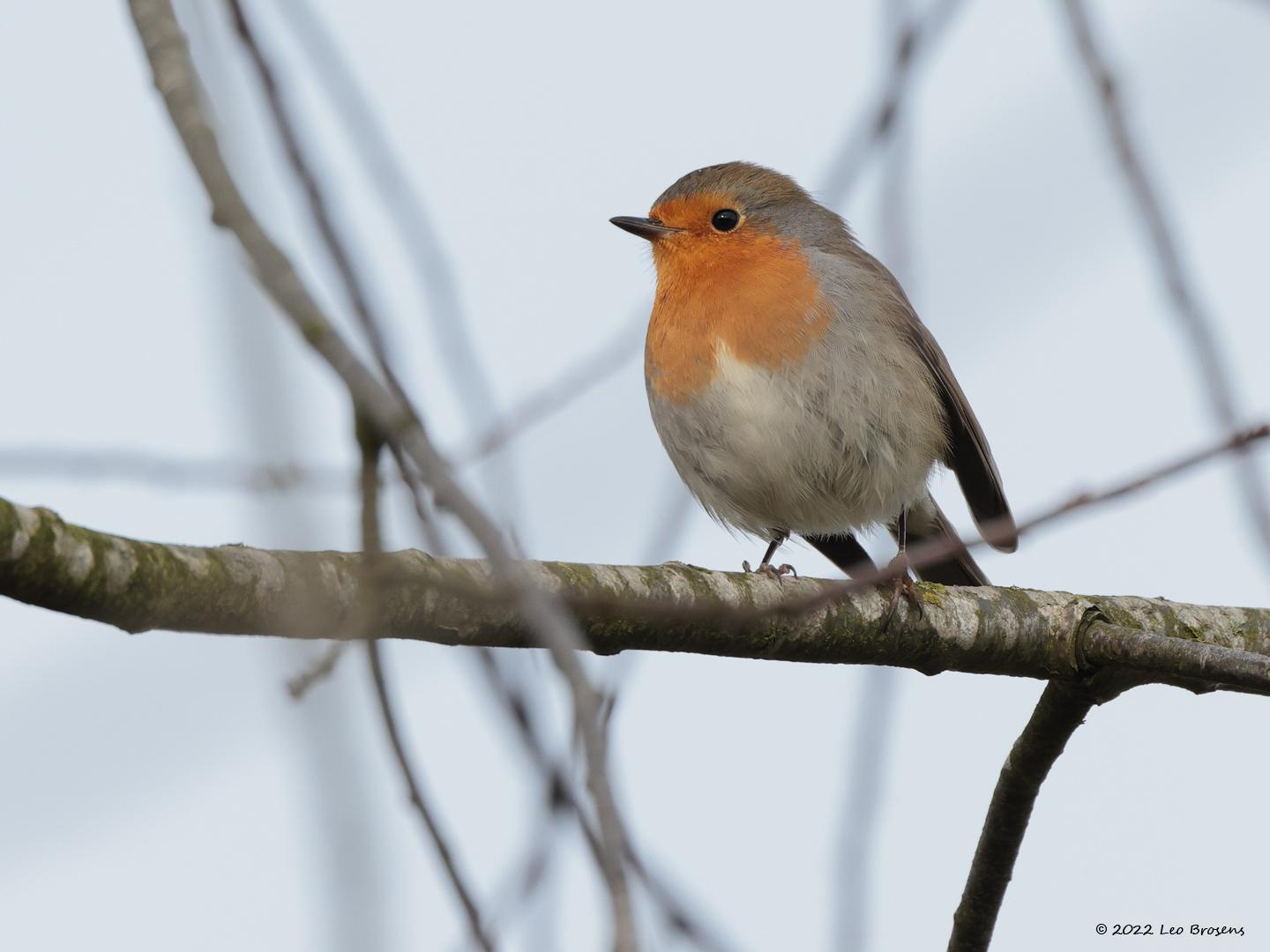 Roodborst-20220121g14401A1A5028a-De-Vrunten_0.jpg